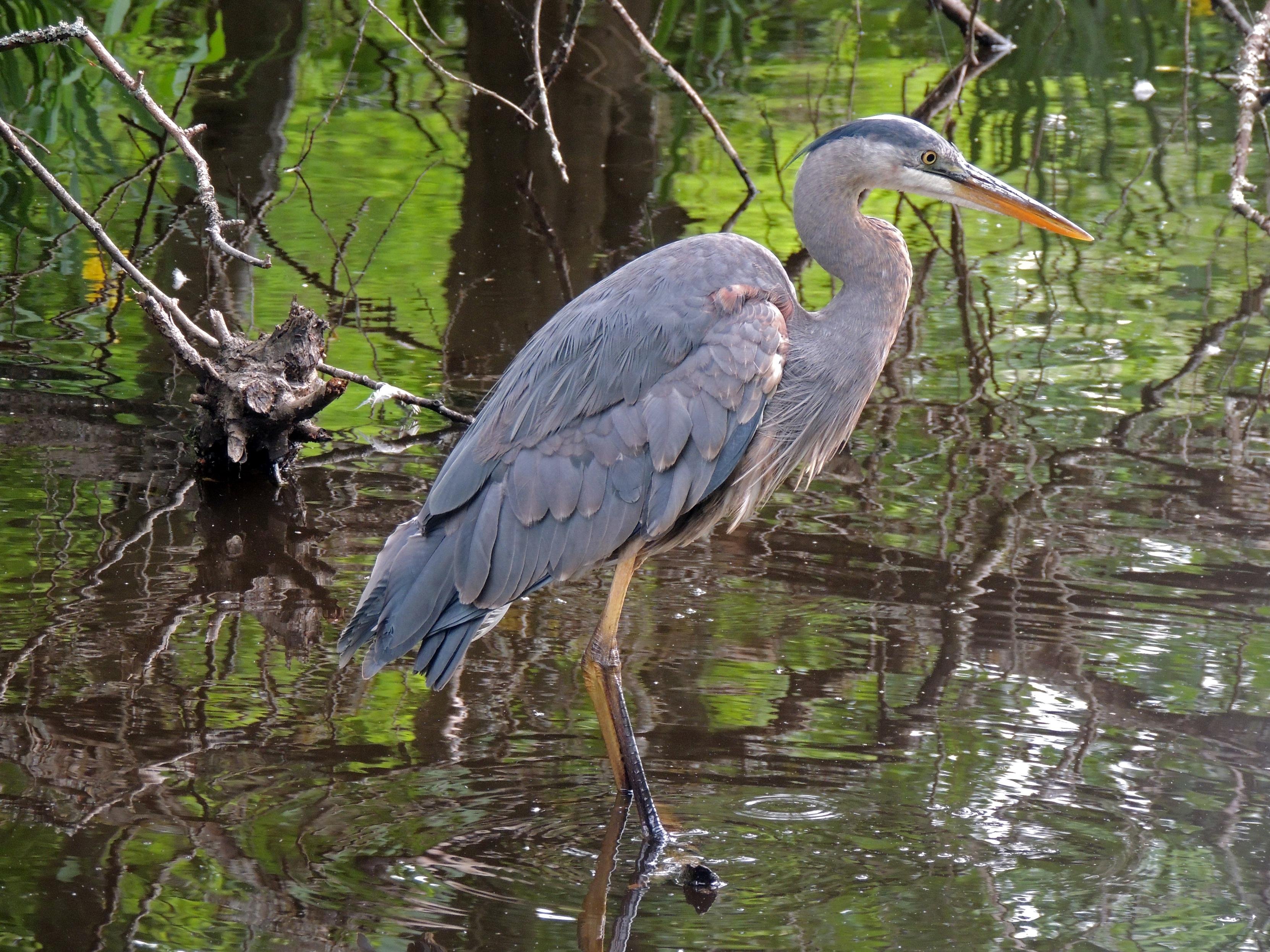 A great blue heron in a swampy habitat. Perched on a partially submerged branch in the middle of a pond. A familiar fishing and preening spot. Onlookers can be heard calling "Crane! Crane!"
