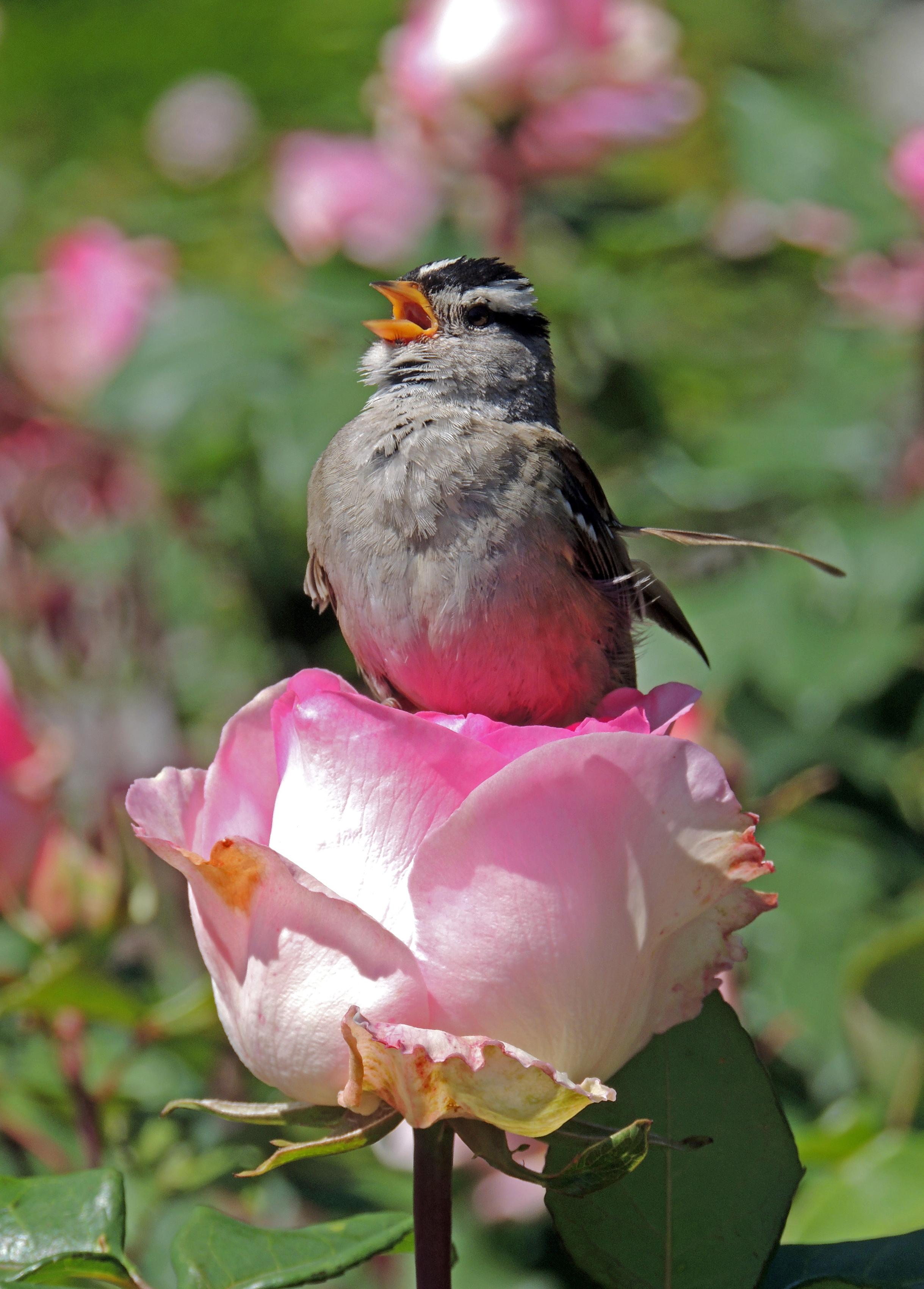 A white crowned sparrow is perfectly perched on a pink rose. Sitting proudly with beak open, the sparrow shares a garden song. Blurred flowers fill the background.