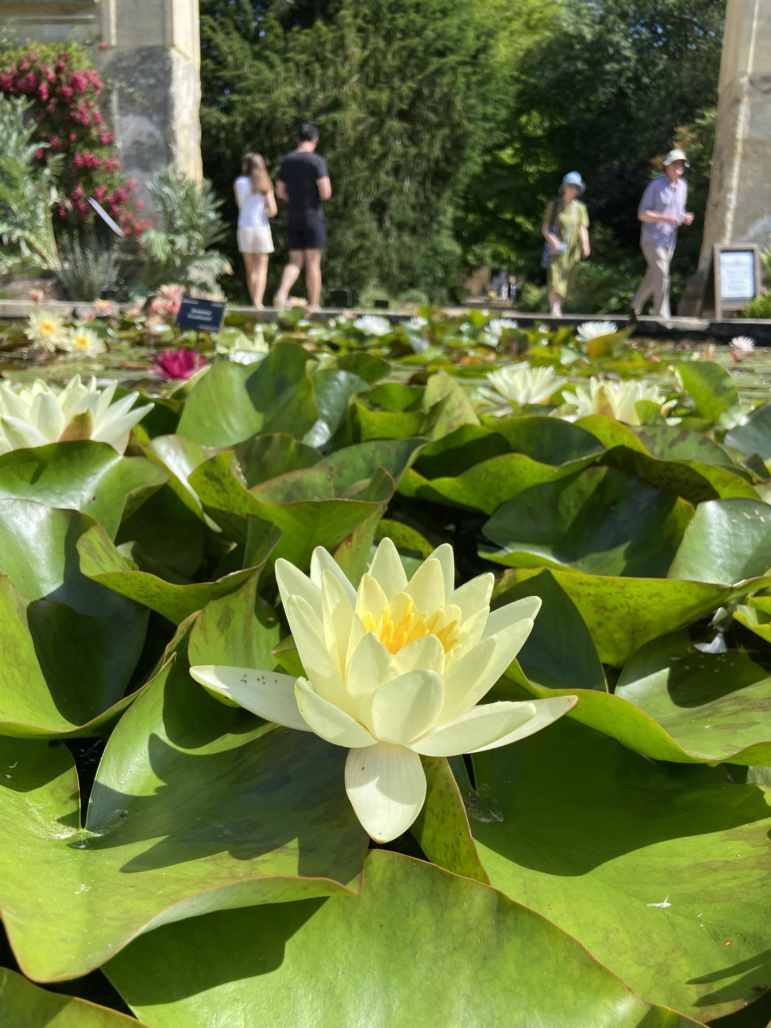 A pale yellow water lily in the foreground, with many more lilies behind, and a few garden visitors beyond that.