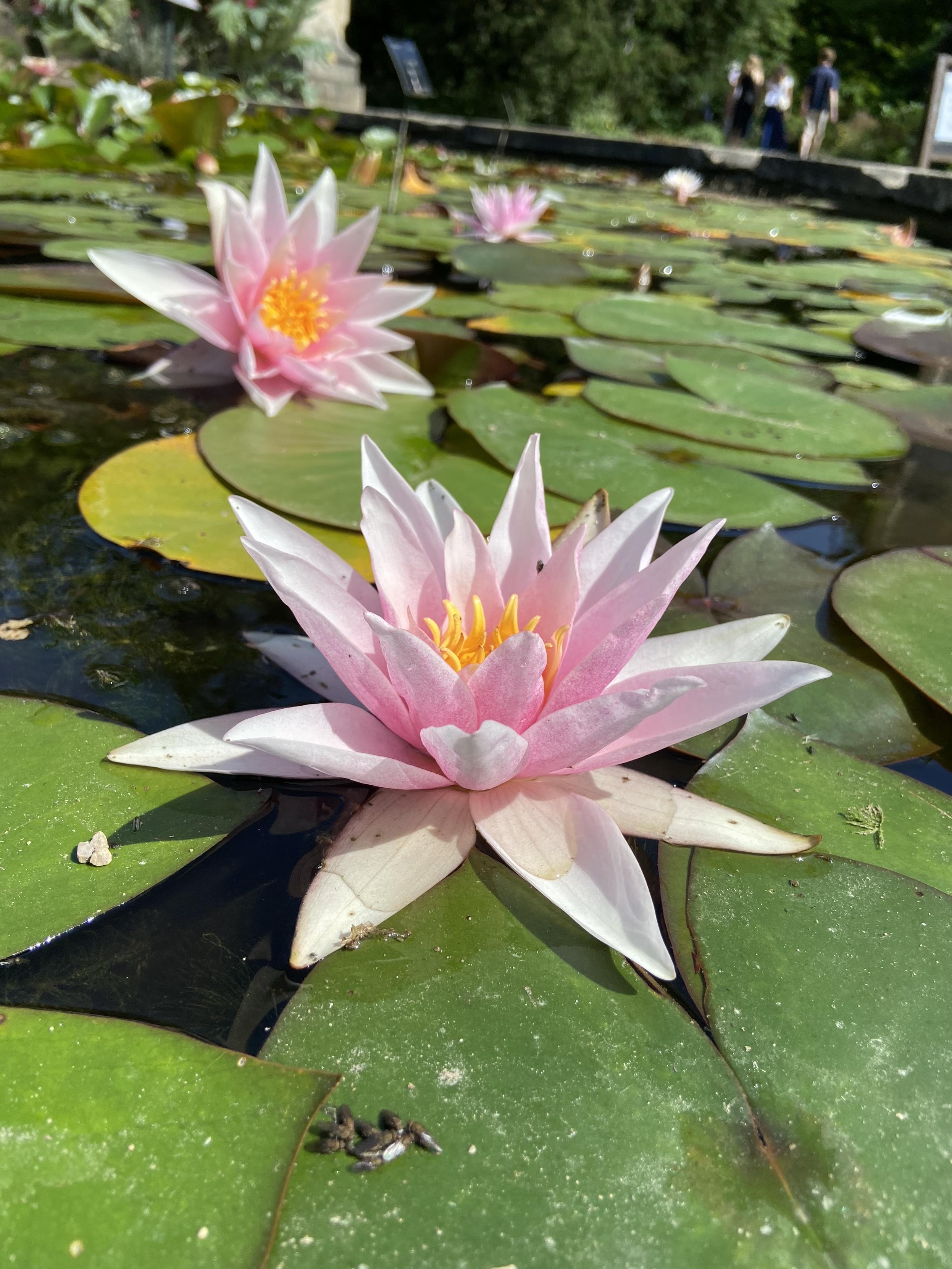 A gentle pink water lily with yellow center.