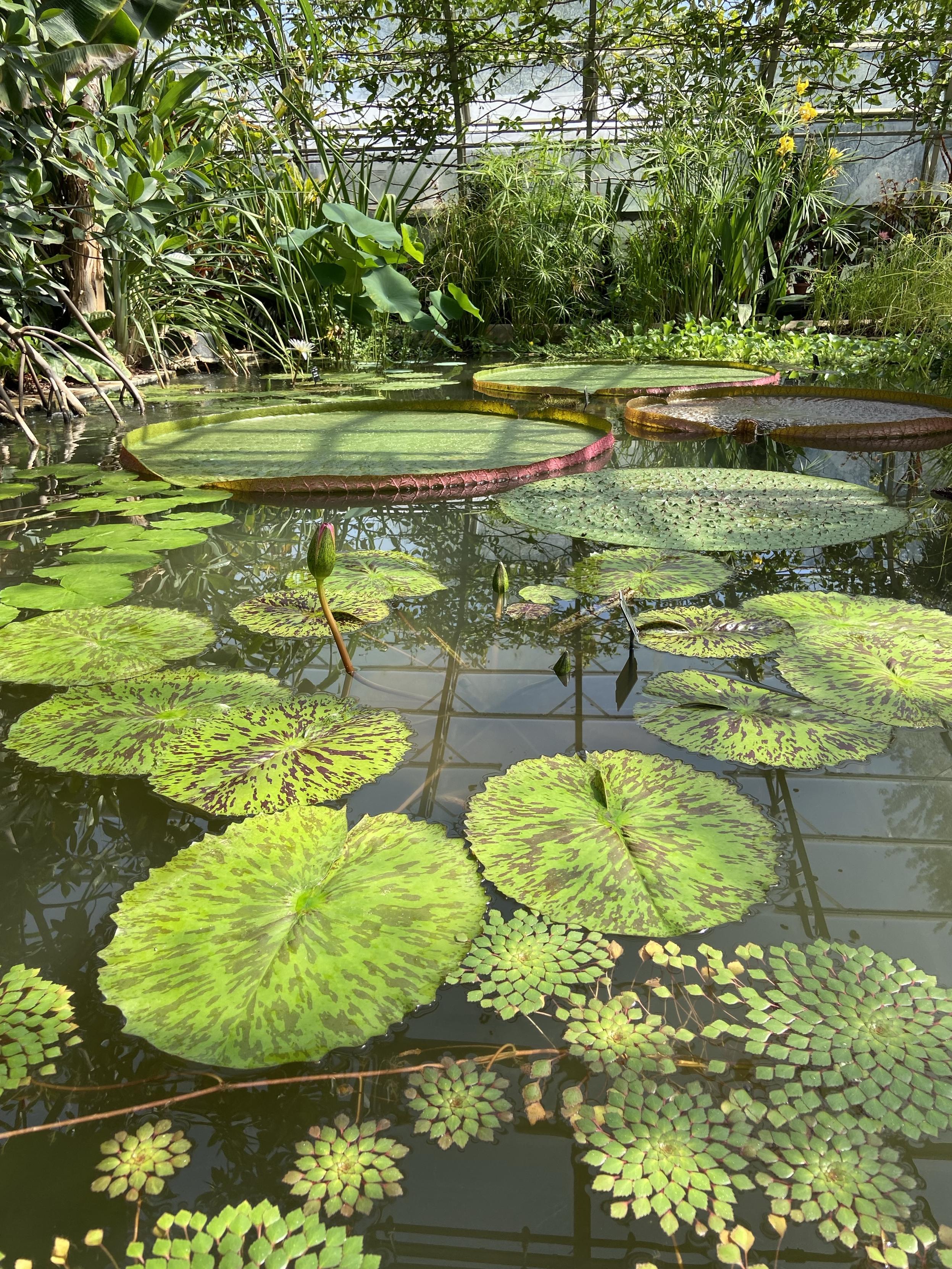 A bunch of lotus pads in a water garden inside a glass house. The biggest ones are so big, I wished I could sit on one. It would easily fit me sitting cross legged but I guess it wouldn't support my weight.
