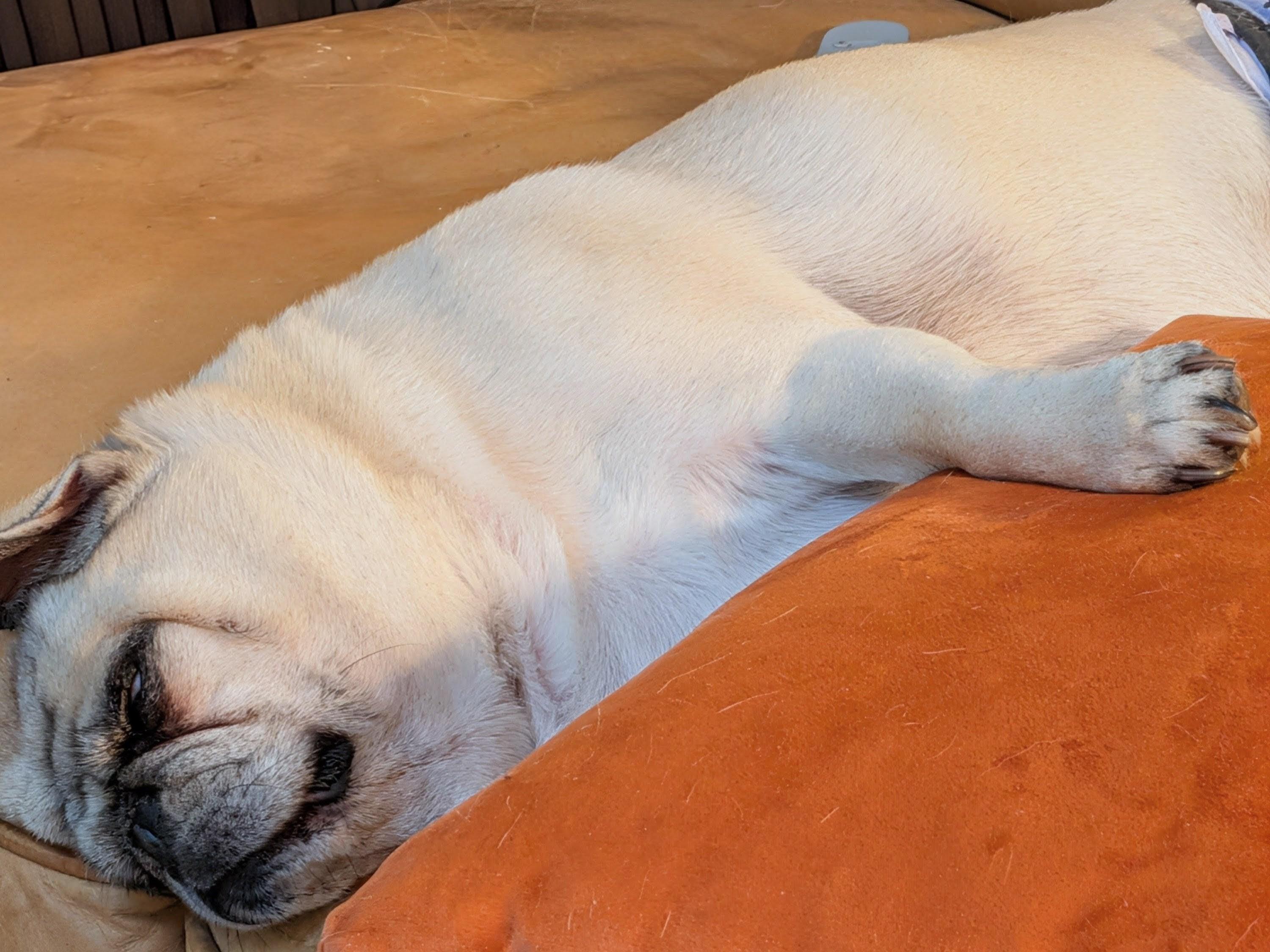 Photo of my fawn-colored Pug Marvin lying on the sofa under the air conditioner.  He's not enjoying the heat.