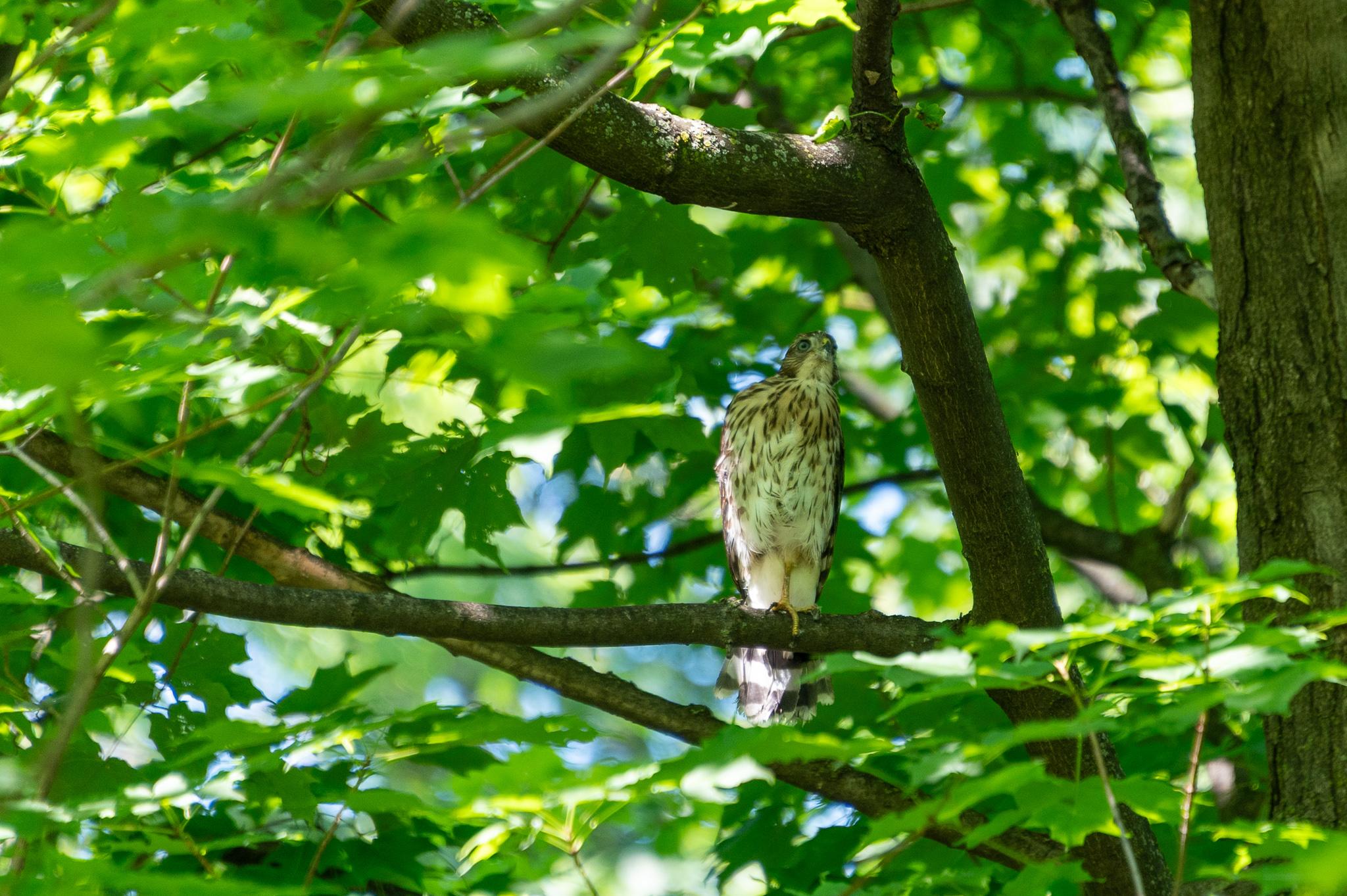 Photo of a small hawk standing awkwardly on a maple branch in thick forest. The hawk is slender, white with brownish spots and shoulders, standing with one leg hidden behind the branch. It's looking roughly towards the camera, and its eyes are blue.