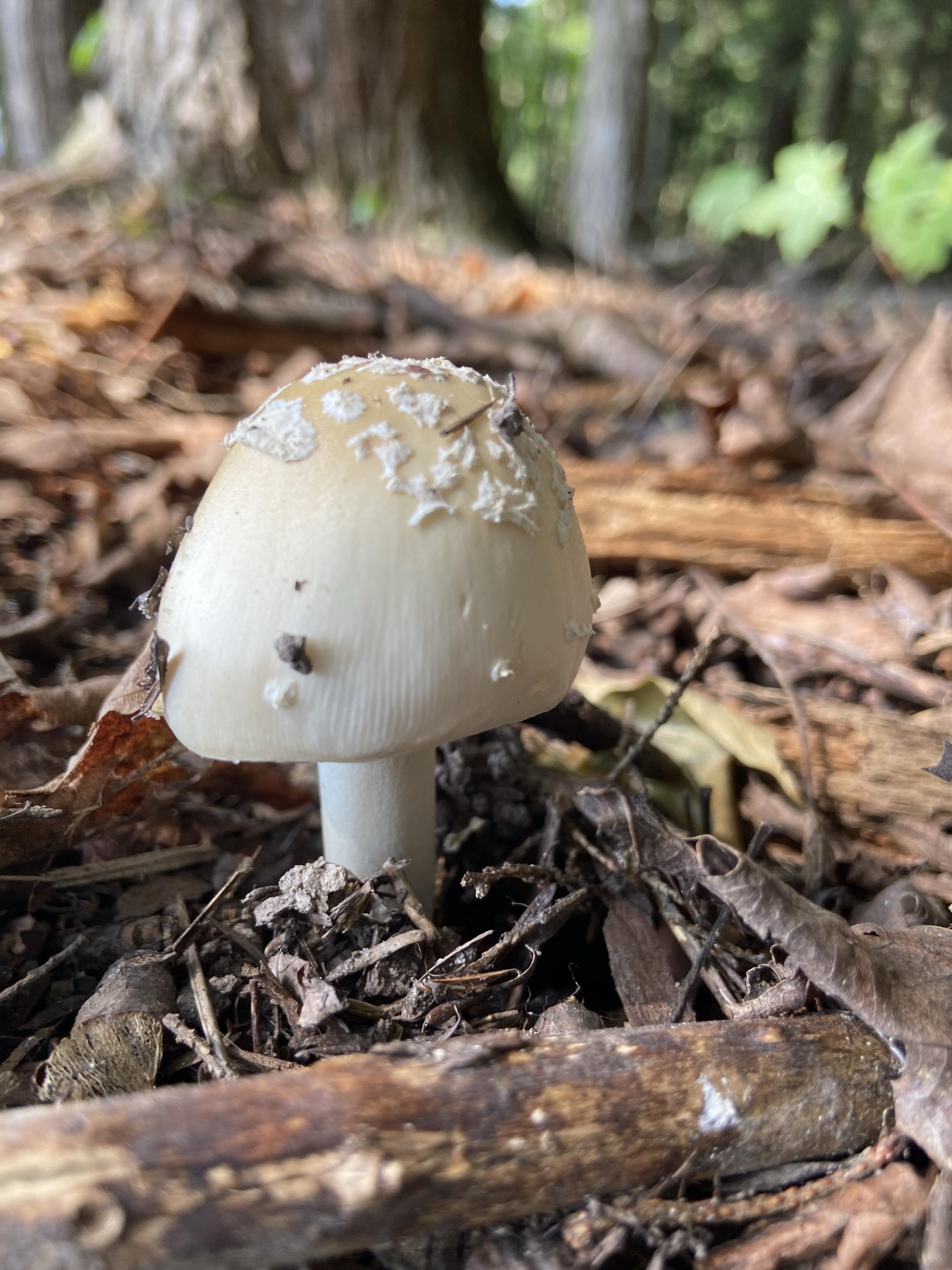 A beige Amanita mushroom among debris on the forest floor. Its cap is a tall dome, beige with those white flecks typical of Amanitas, atop a white stem.