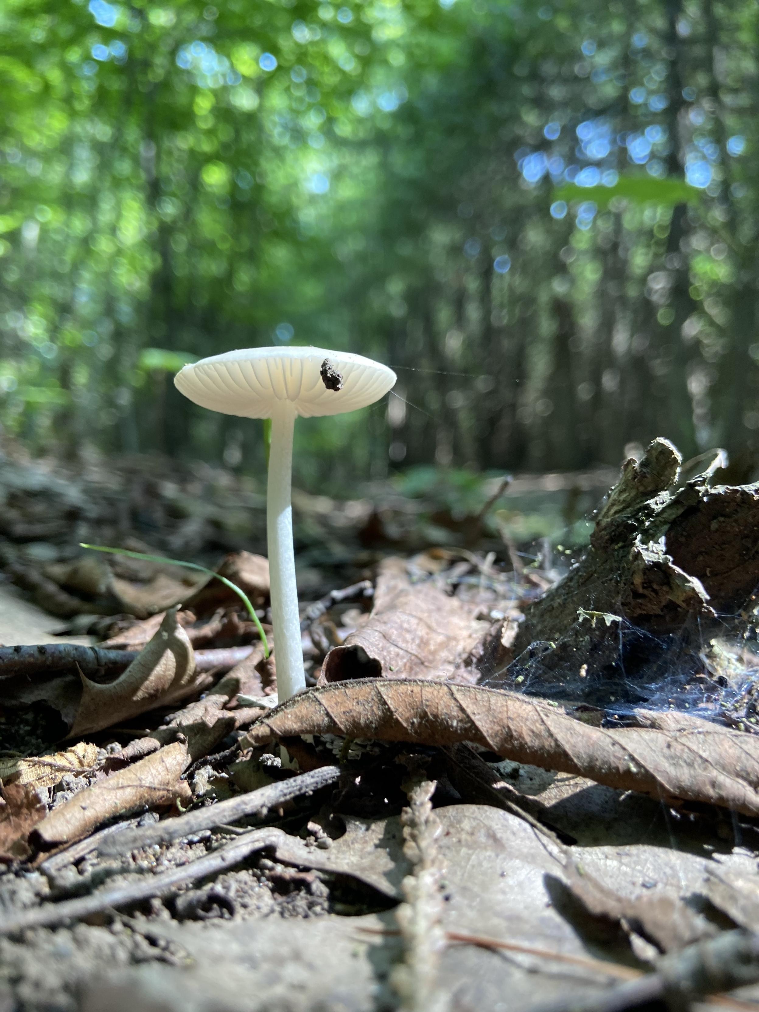 An elegant white mushroom on slender stem, with a parasol style gilled cap, growing among leaf litter with vibrant green forest behind.