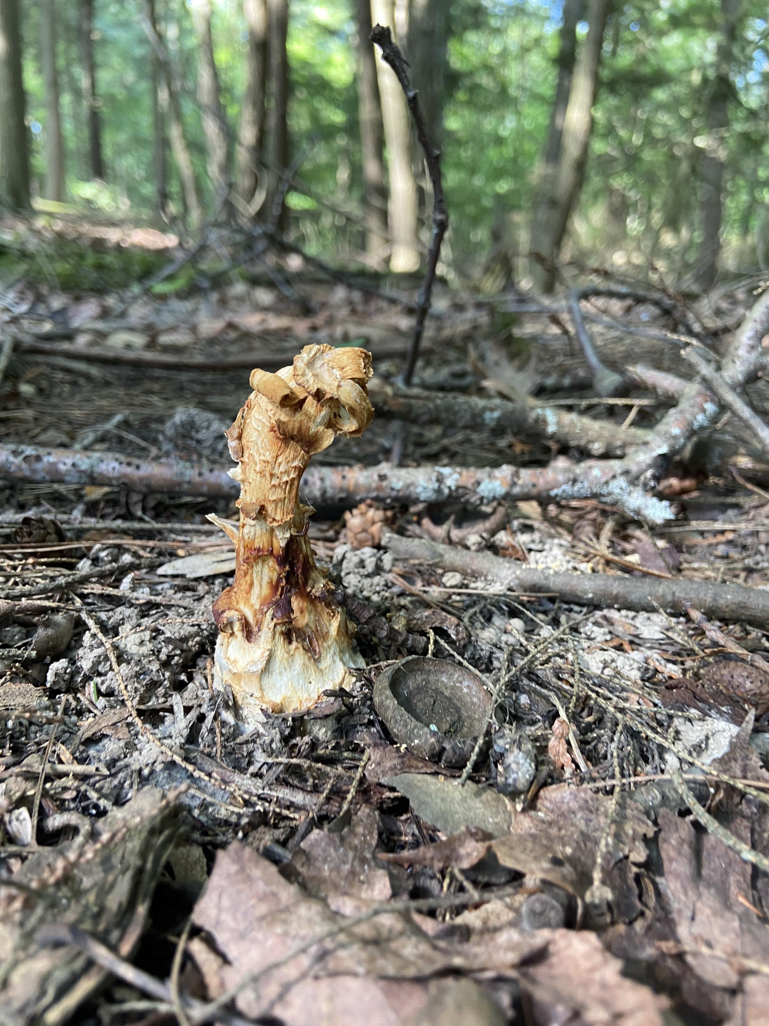 I don't even know what this is. It had the feeling of a mushroom (spongy) but it's just a thick mangled stem, no cap, with a peeling texture, turning over slightly to the right at the top. Growing all alone on the forest floor.