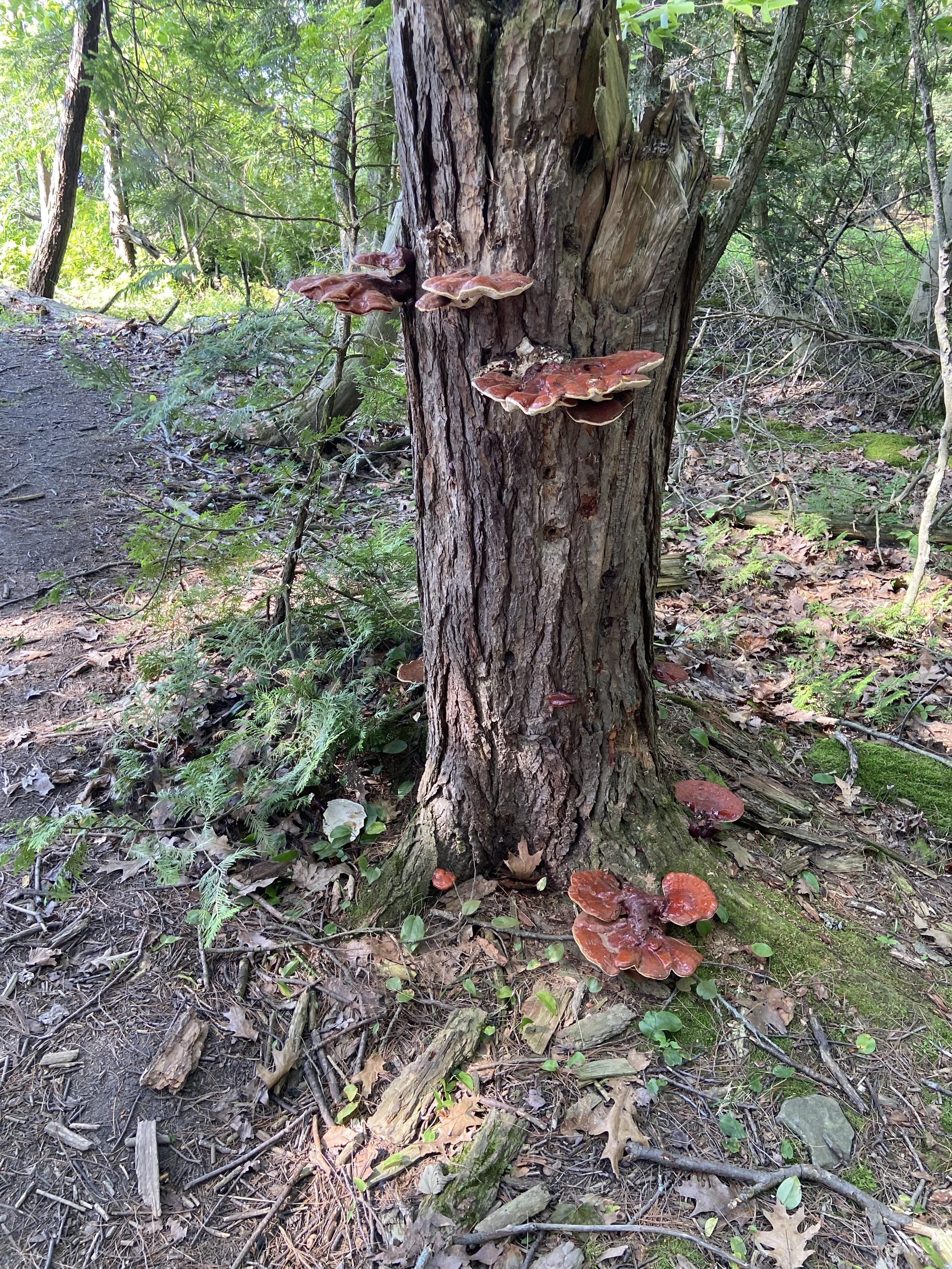 A tree trunk with vibrant dark red shelf mushrooms growing all over it at eye level, and a bunch more growing from the ground right around it.
