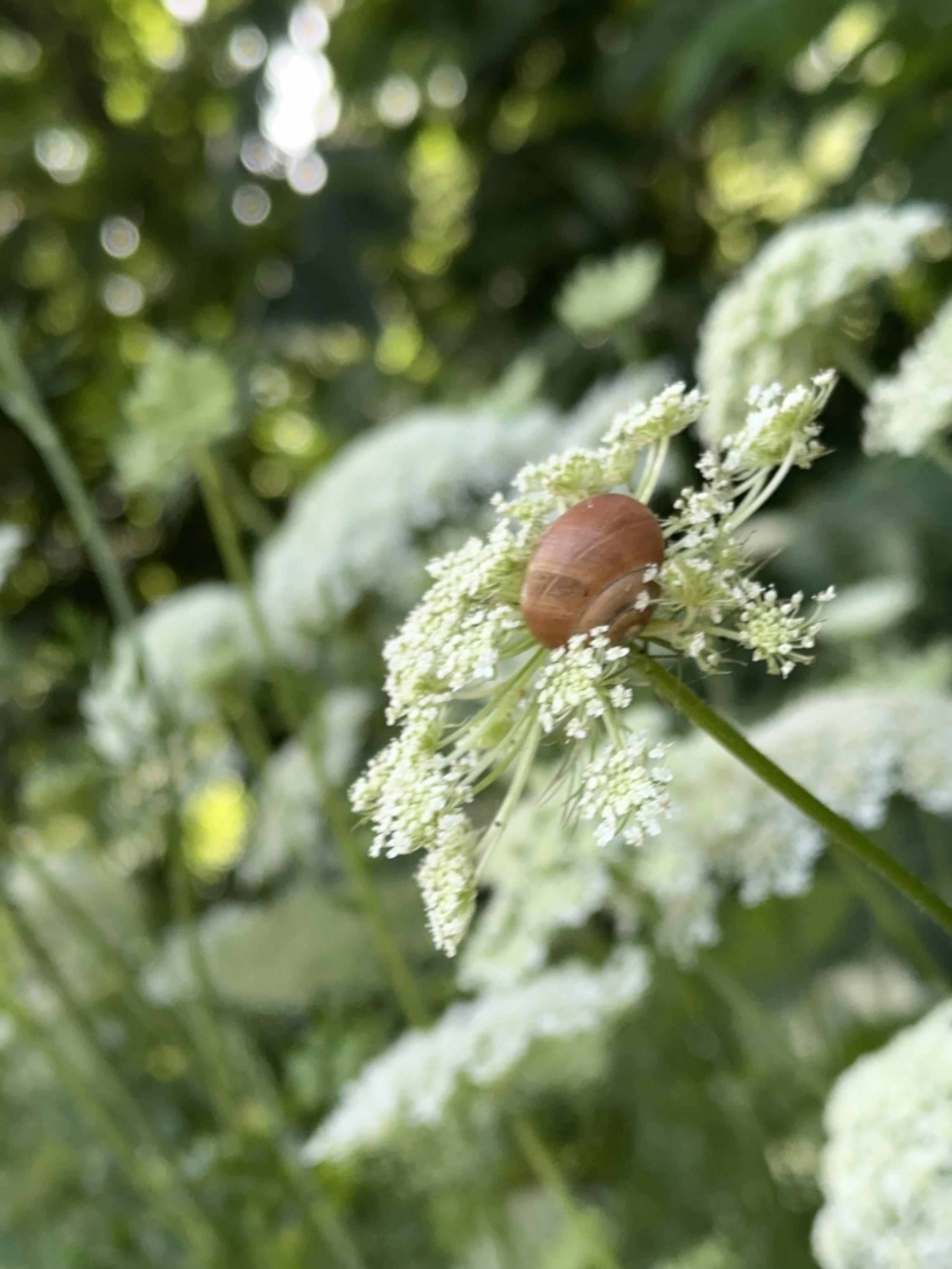 Small land snail with a brown shell nestled in the Queen Anne’s Lace, or wild carrot
