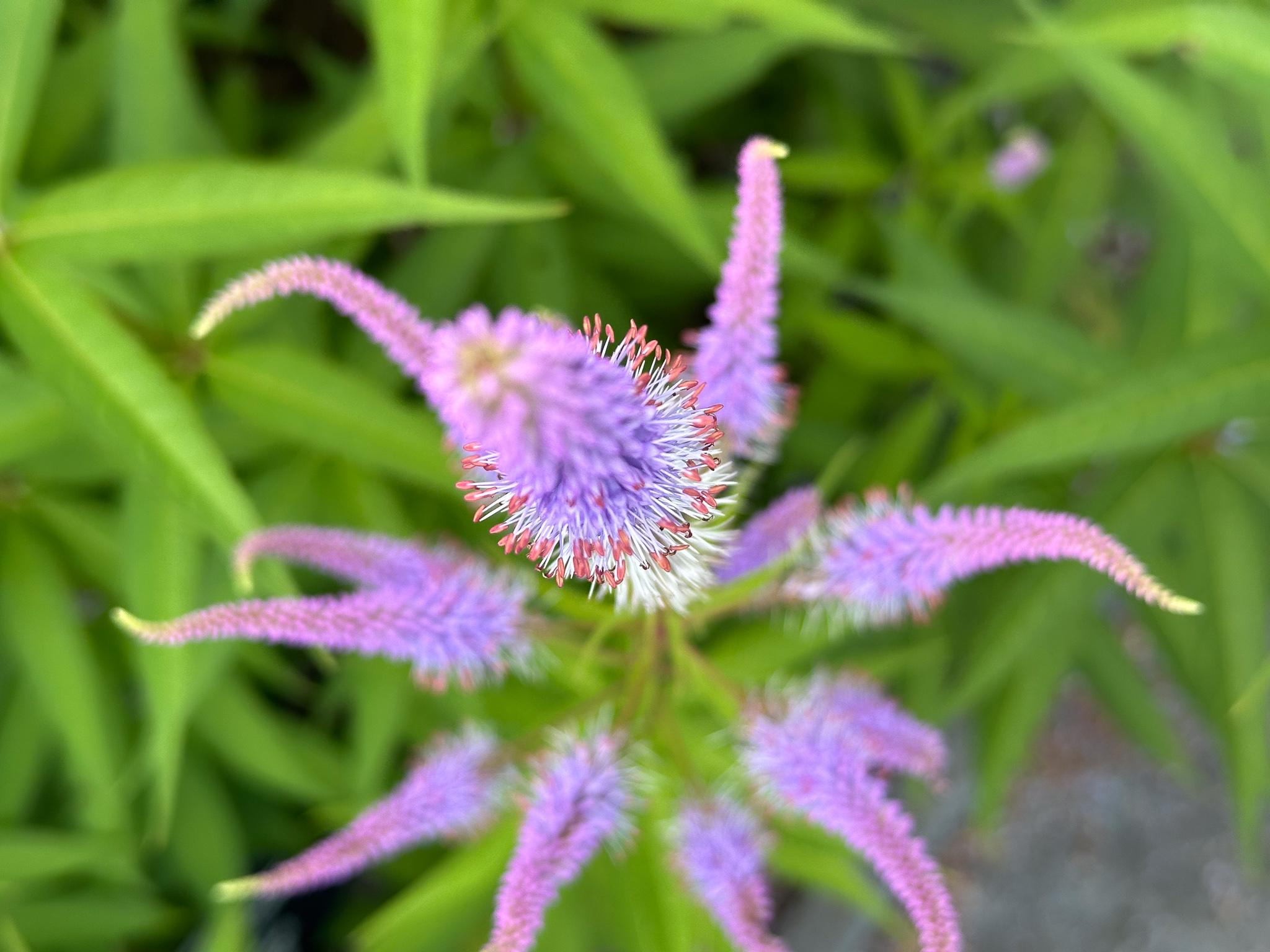 Photo nearly straight down into the flowers of a Culver's Root (Veronicastrum virginicum). The photo has a very shallow depth of field, so most of the flowers are out of focus. The flowers are fuzzy purple structures that look like pipecleaners or tentacles. The one flower that's in focus has some white texture and either seeds or stamens visible.
