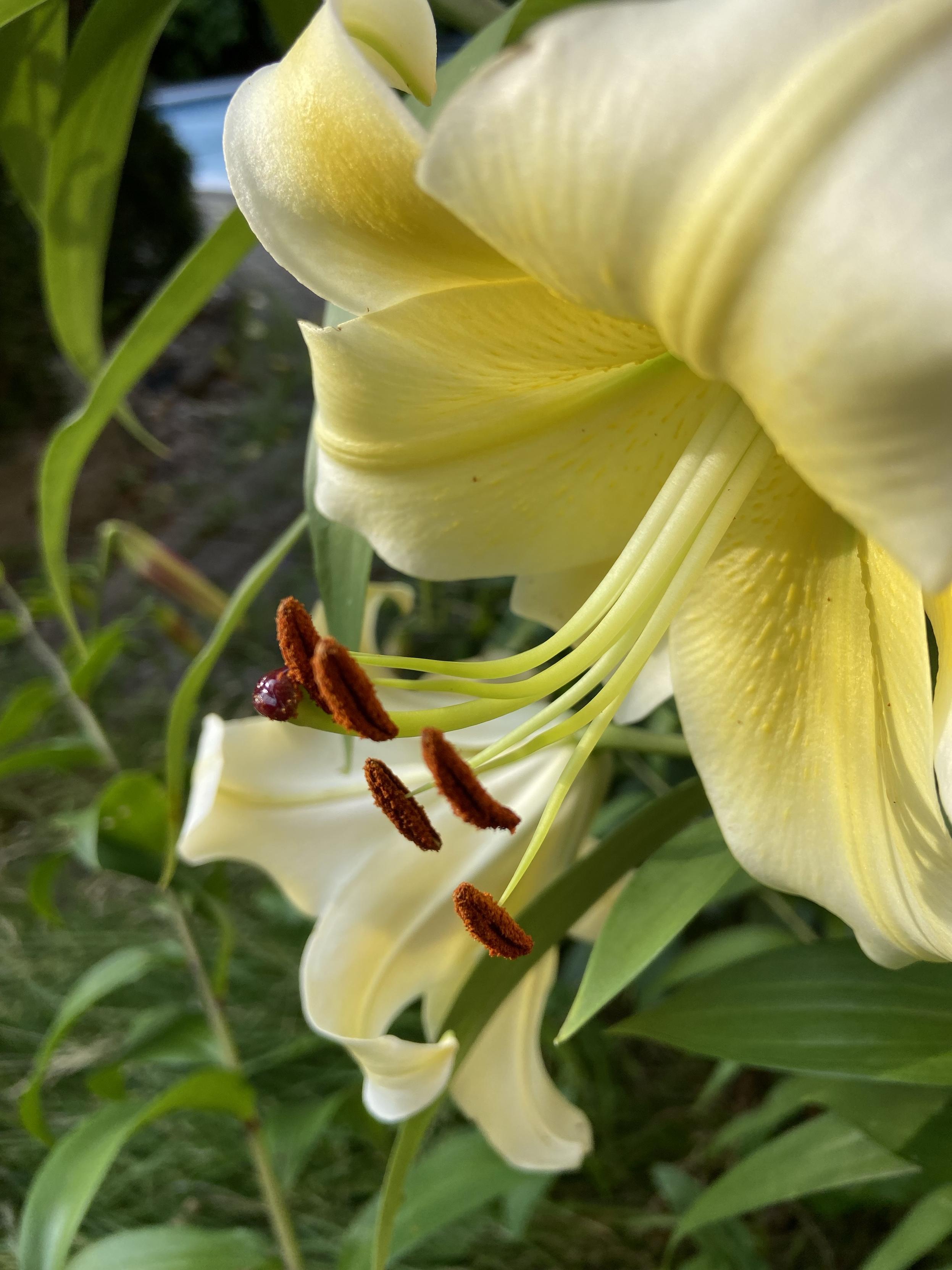 Two enormous yellow lilies, pointing down at about 45 degrees. Their flare petals curl back, and their long stamens have big brown anthers. Their texture is velvety.