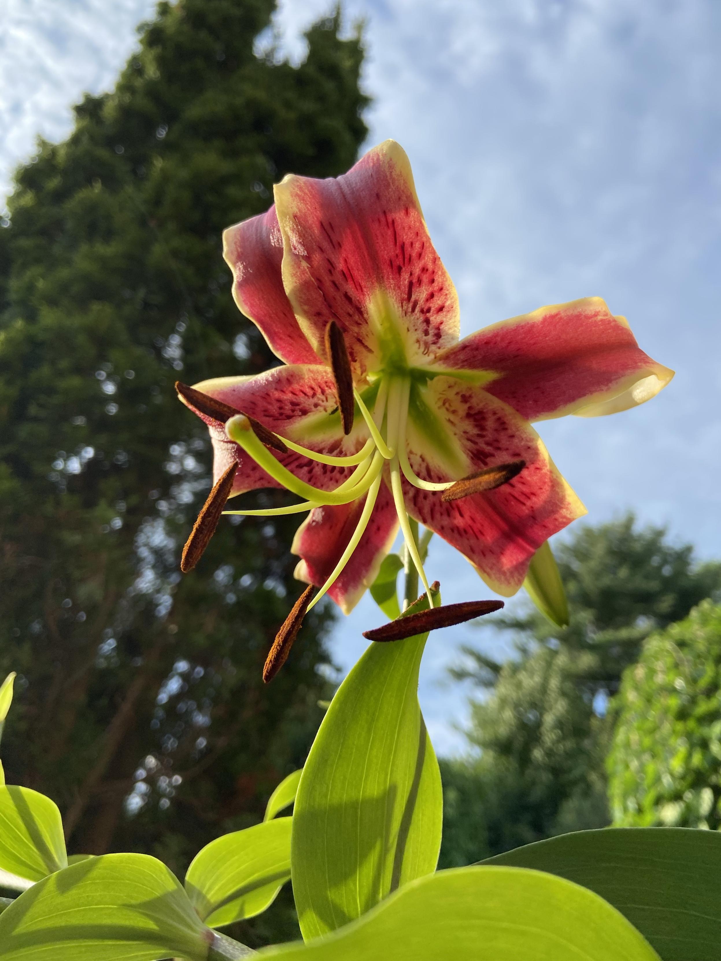 Looking up under a red lily that's pointing down at us, with a tall cedar and blue sky behind. The petals are red, with yellow border and a yellow center that looks like a vibrant star.