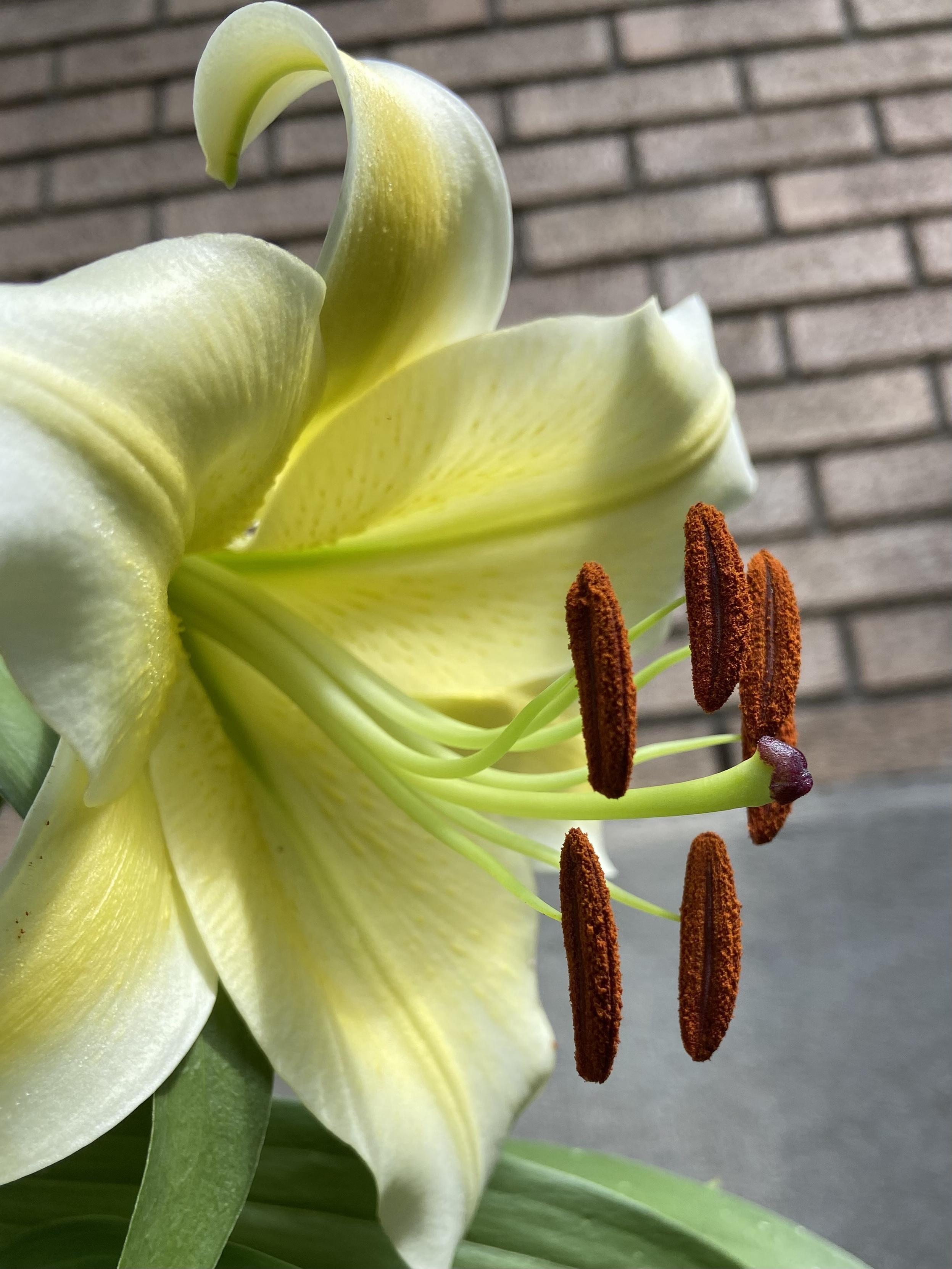 A yellow lily seen from the side, stamens and pistil sticking out to the right, looking very much like the sex organs they are, with the female part looking rather like a human male part.