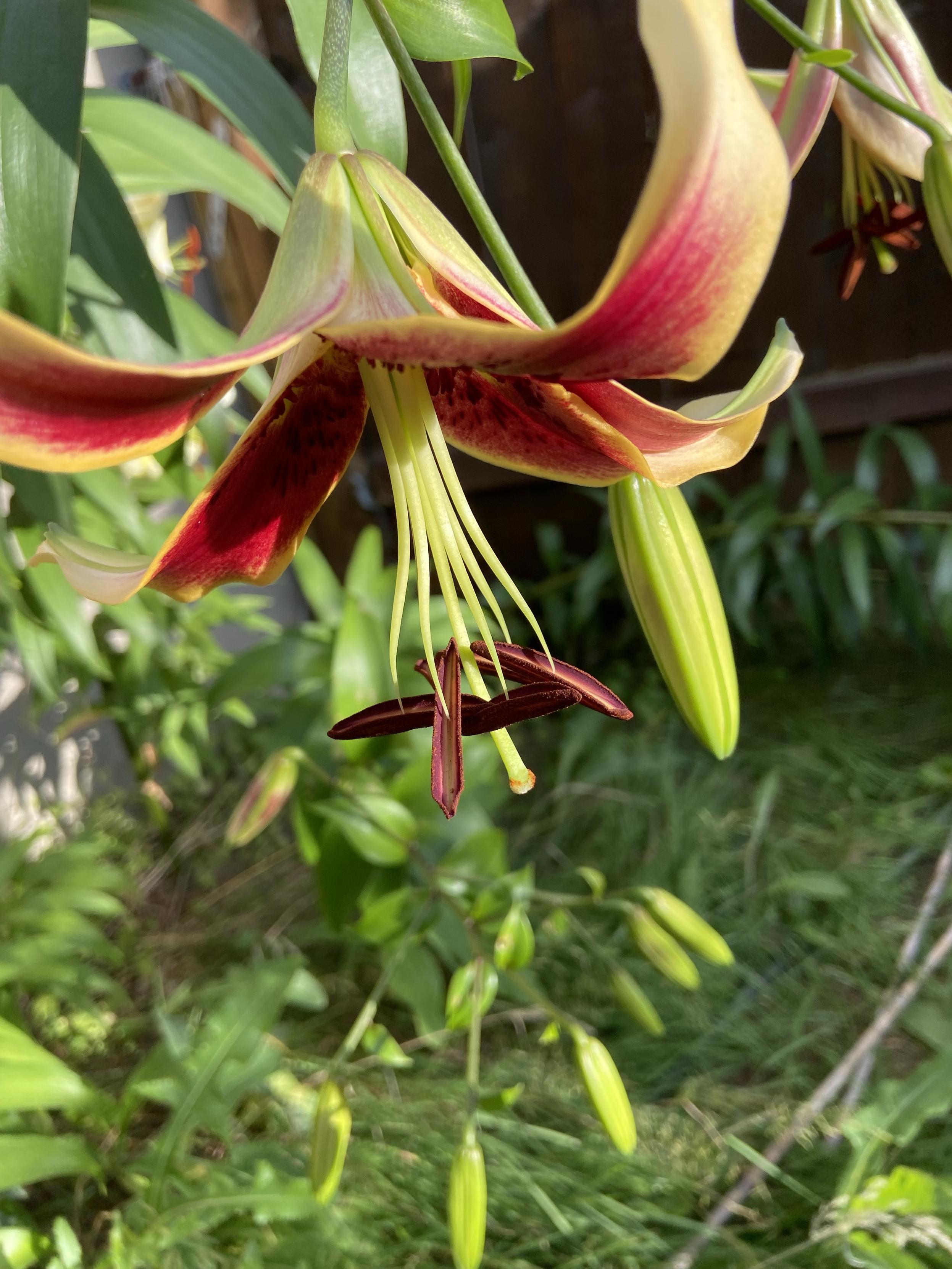 A red lily in the sunshine pointing downwards, bright green stamens dangling with brown anthers on the ends.