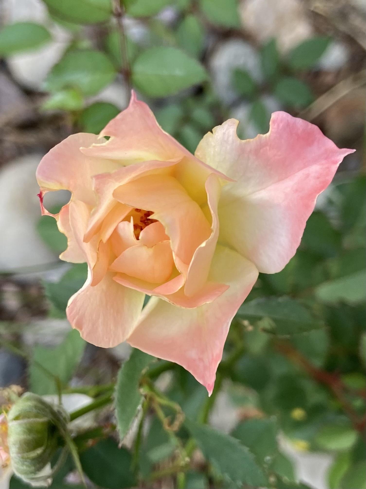 A delicate those, yellow at the base and pink at the pointed petal tips, a glimpse of orange red at the center, and an insect bite taken out of one of the petals.