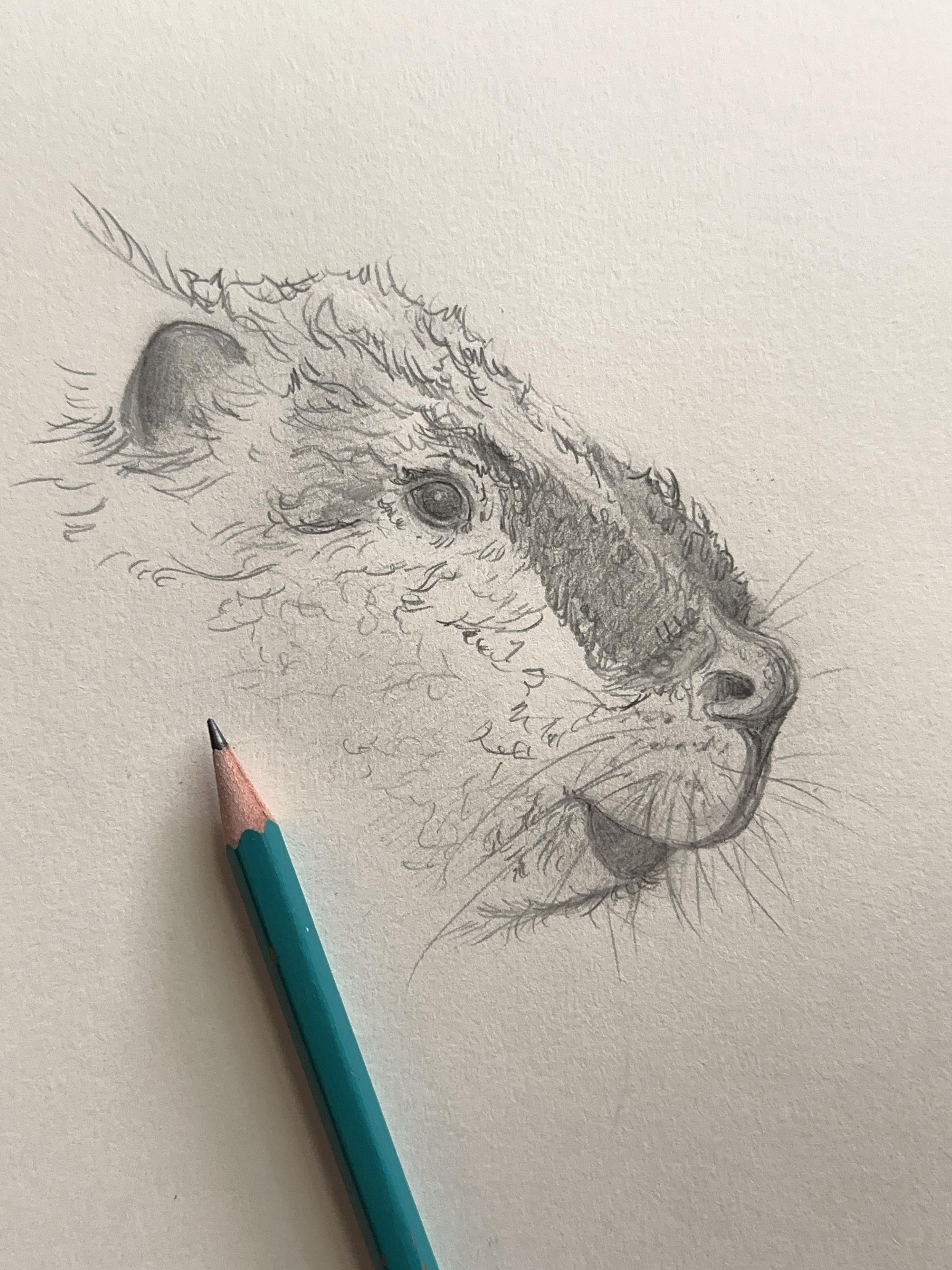 Work in progress of a beaver sketch