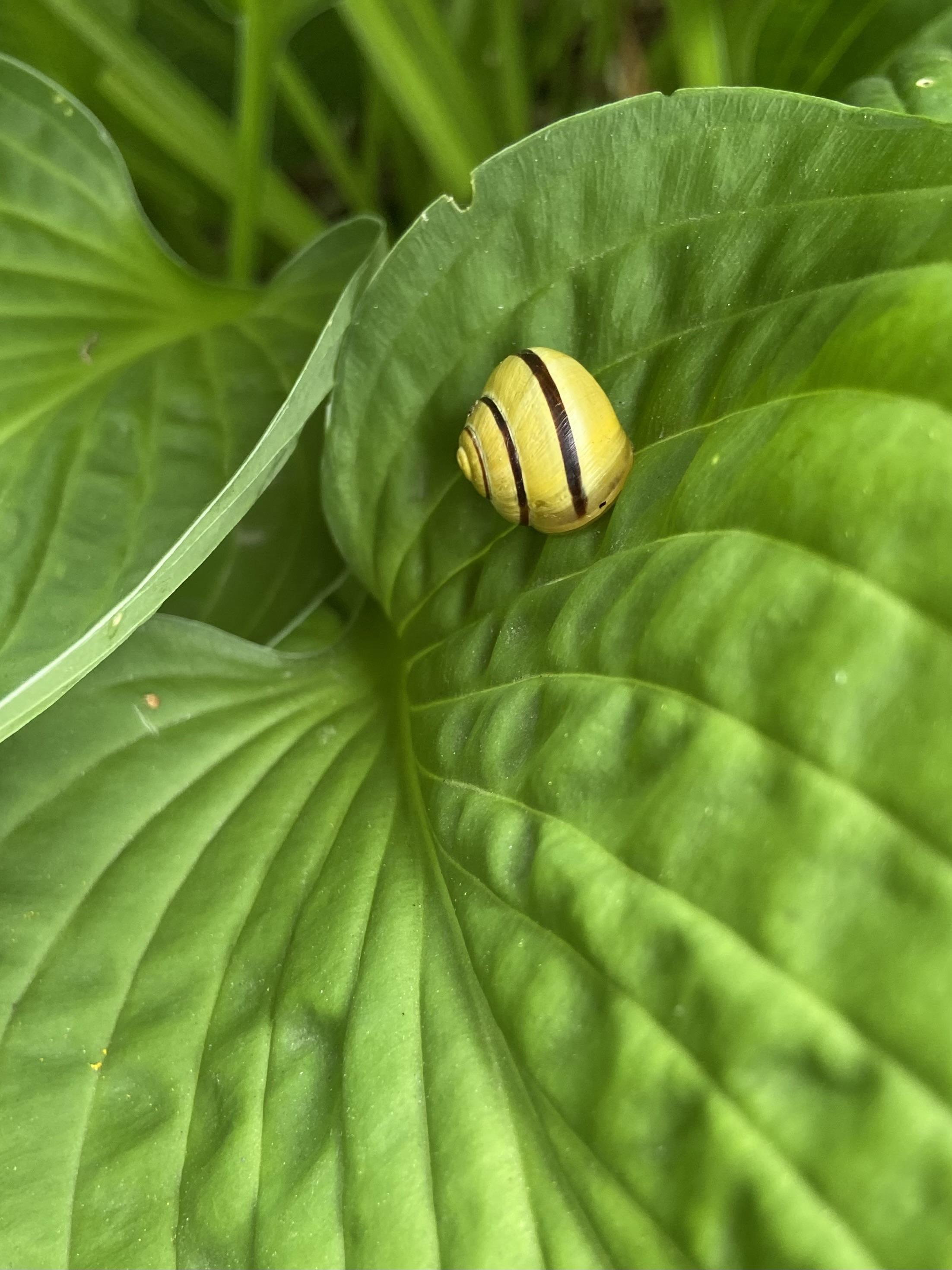 A snail on hosta leaves. The snail is yellow with a burgundy stripe, fully closed up inside their shell for a nap. The hosta leaves are vibrant green, with curved lines coming out from the stem, and a puckered texture like seersucker or hand quilting in between the lines.