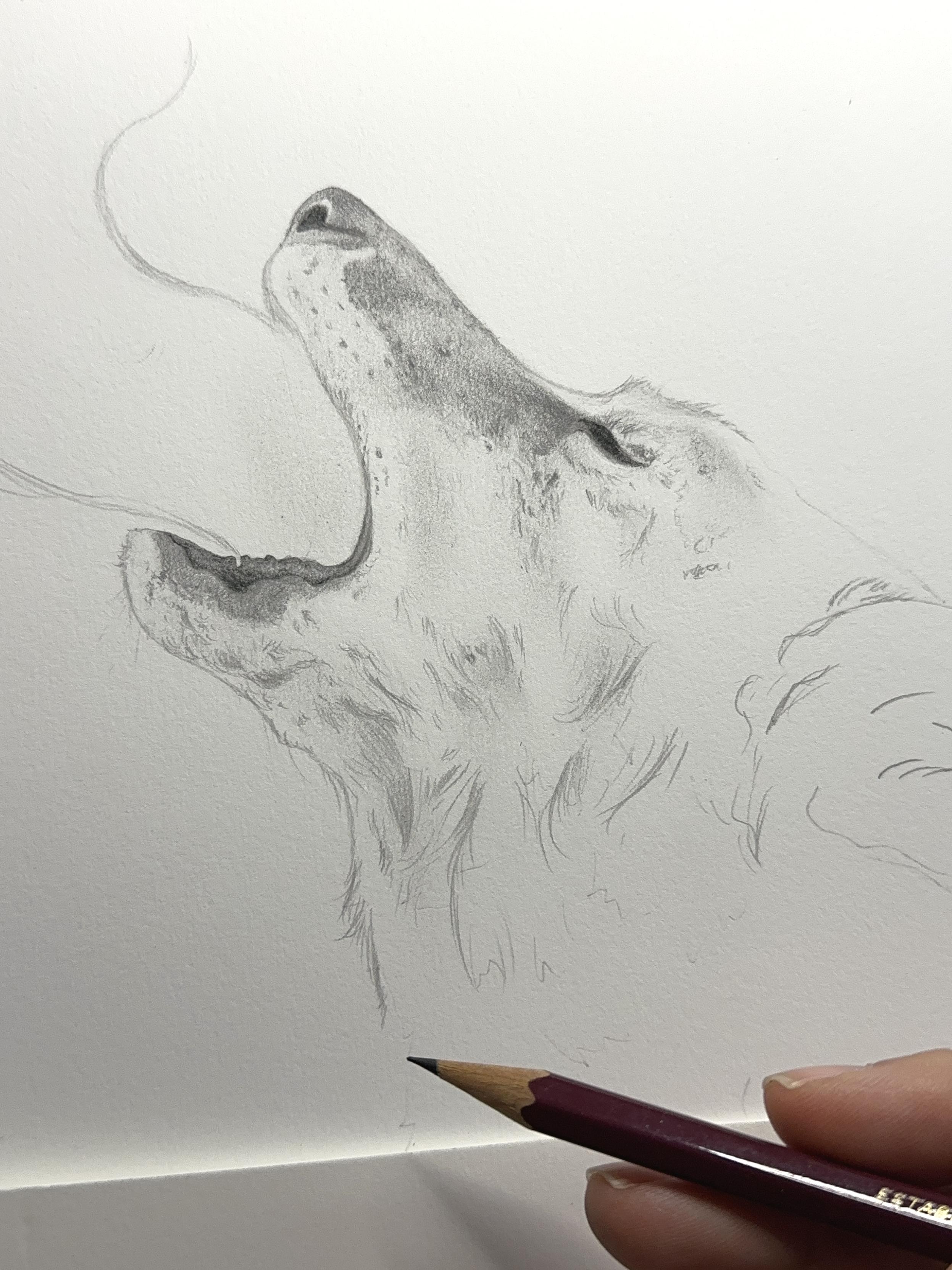 First drawing session for Coyote Star, mostly details around the muzzle and eye