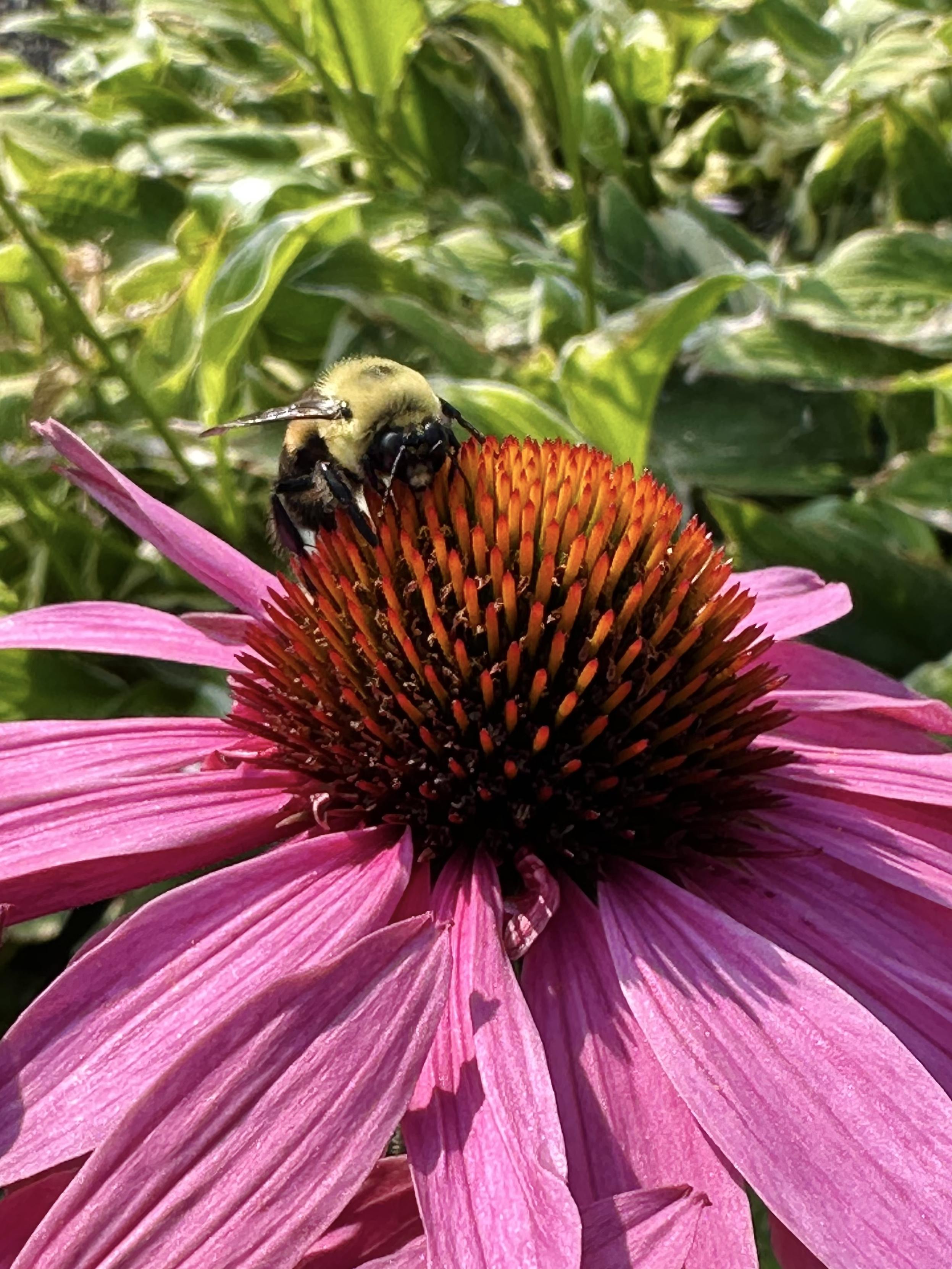 A Brown-belted Bumblebee on a Coneflower. Cherokee is the word for bee.