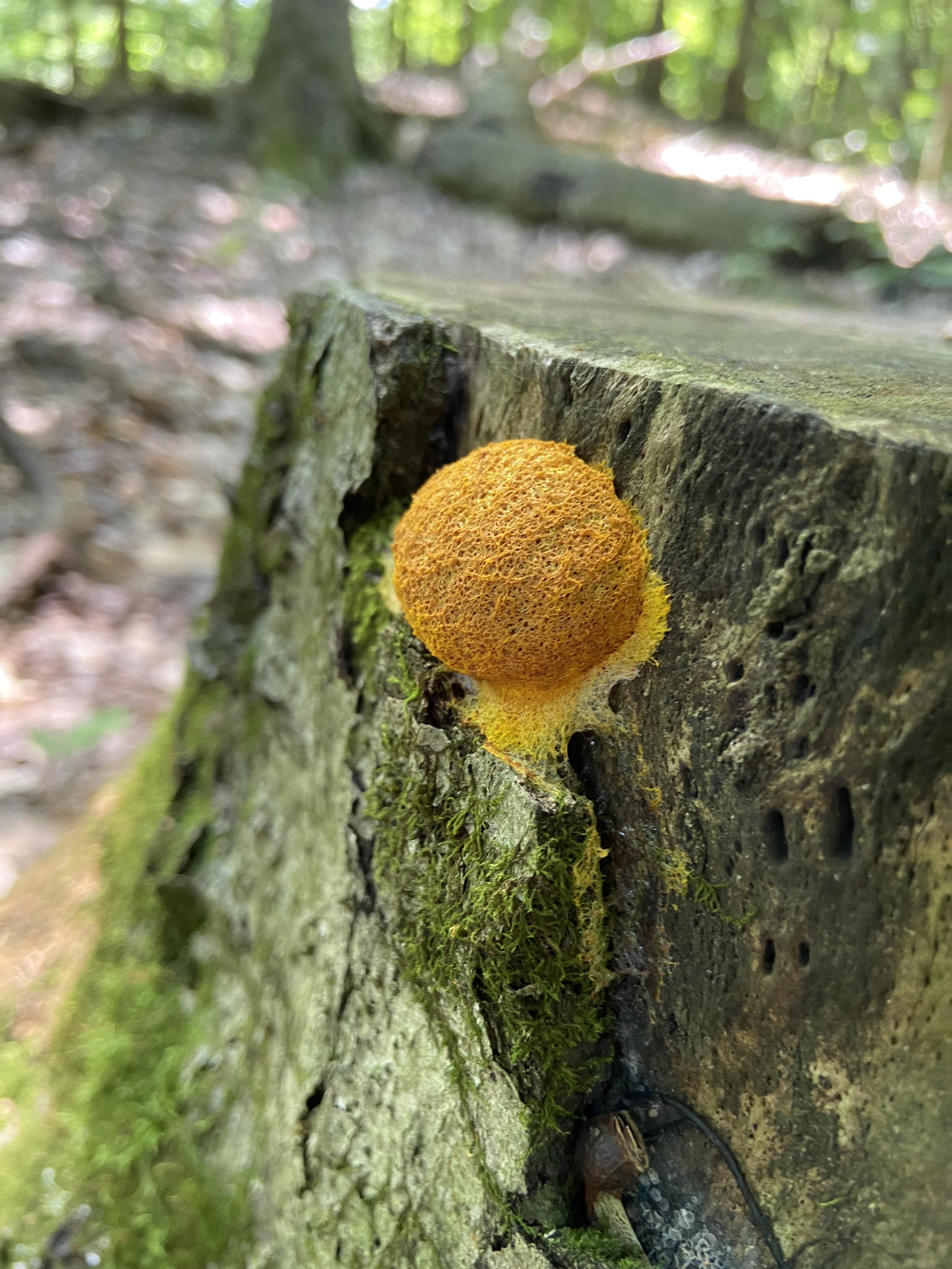 A big ball shaped clump of orange slime mold on a tree stump in the forest. The surface is orange squiggles, with some yellow trailing out around the edges. It's dog vomit slime mold, which is a gross name but a very cool organism. I get a flat version of it in my yard sometimes, but this was the first time I saw it in a ball shape