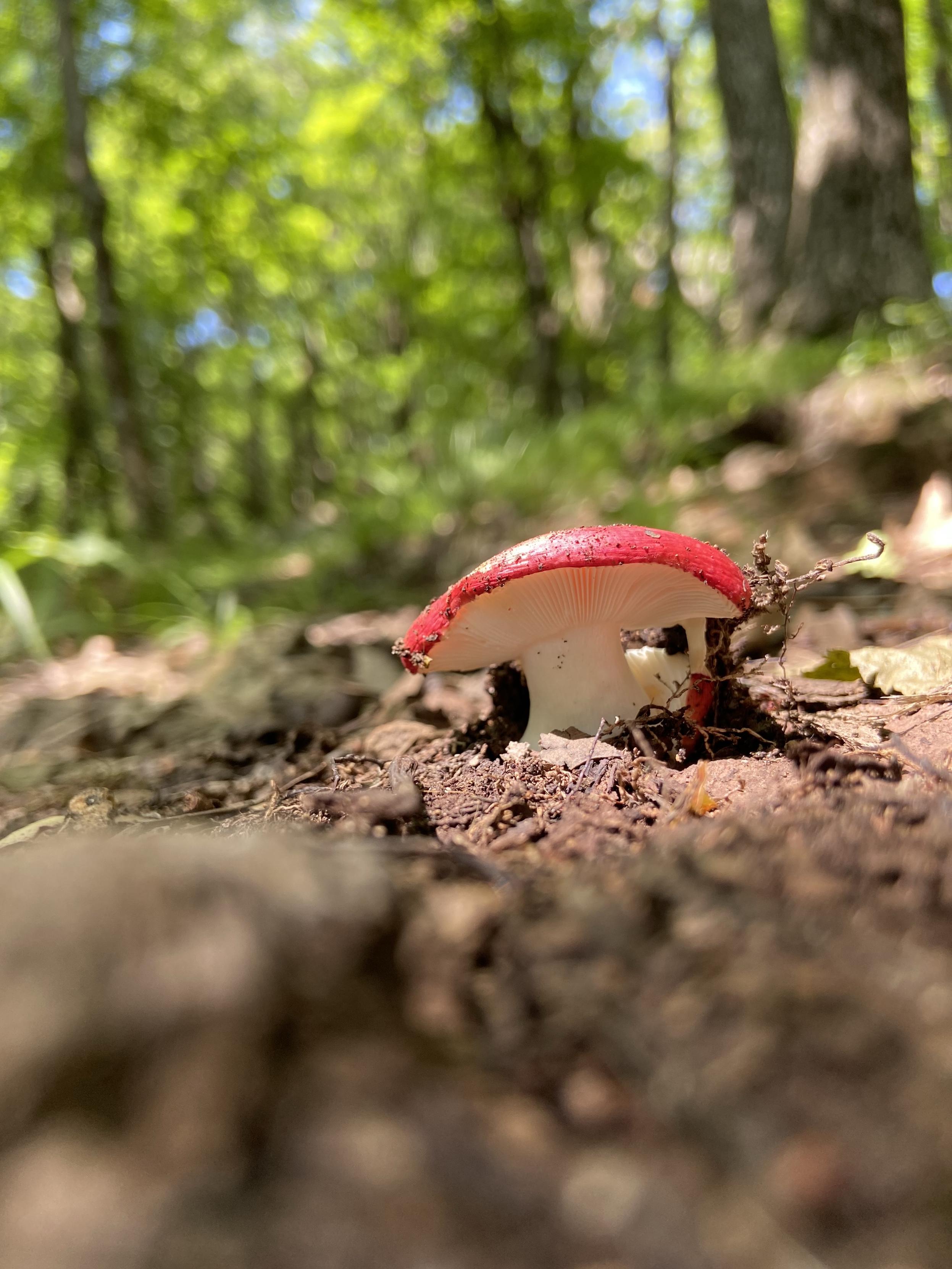 Ground level view of a pretty mushroom with a fat white stem and bright red cap. It's growing from the ground, and there are lovely green trees in the background.