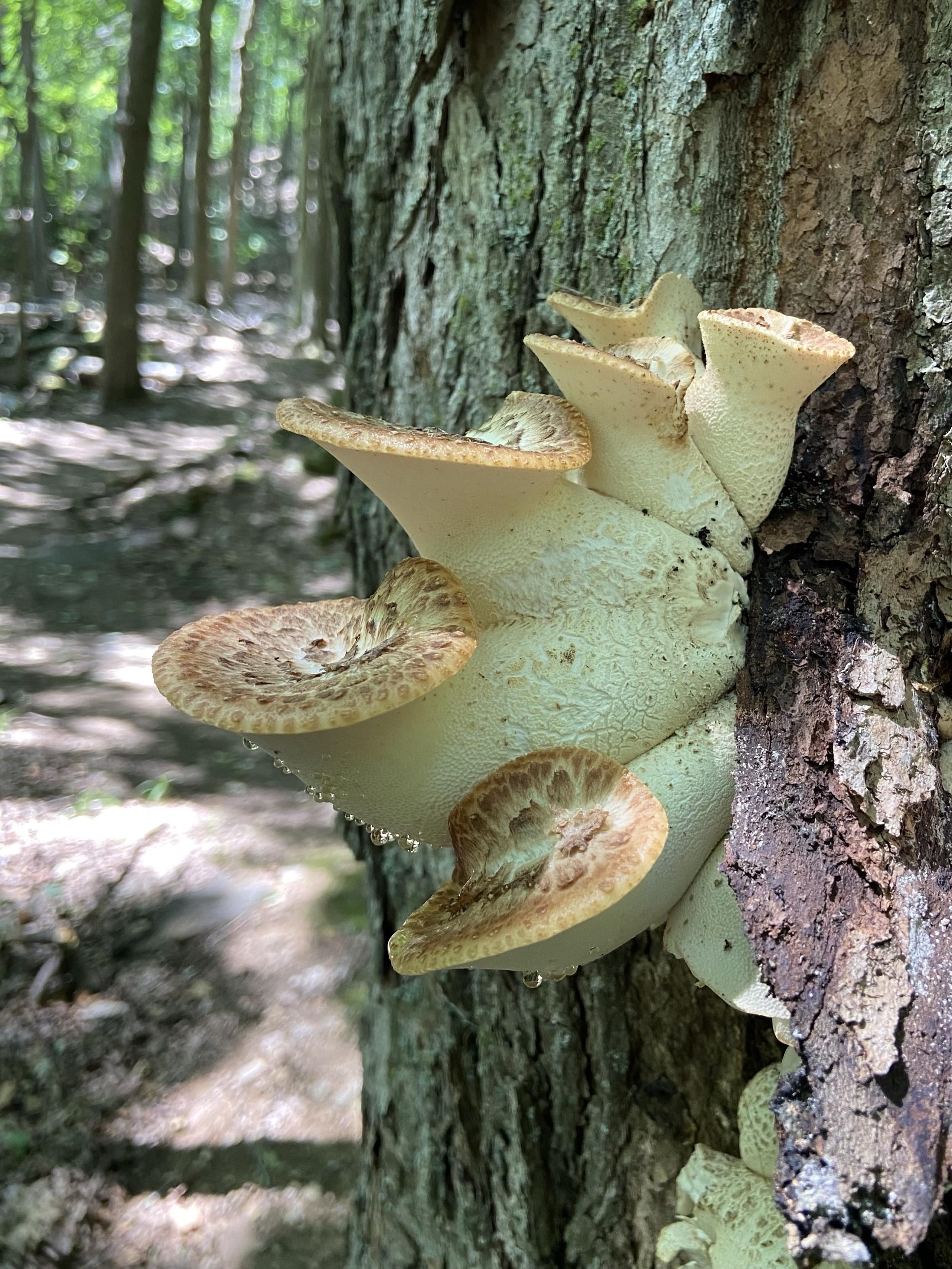 Some dyad's saddle mushrooms growing up the side of a tree. They grow in a chain, and look like an adorable spiral staircase for some enchanted forest creatures that needs to go visit their upstairs neighbor in the tree. The stems are fat and cream colored, the tops are flat and textured brown, each one being pushed up at the edge by the next mushroom.