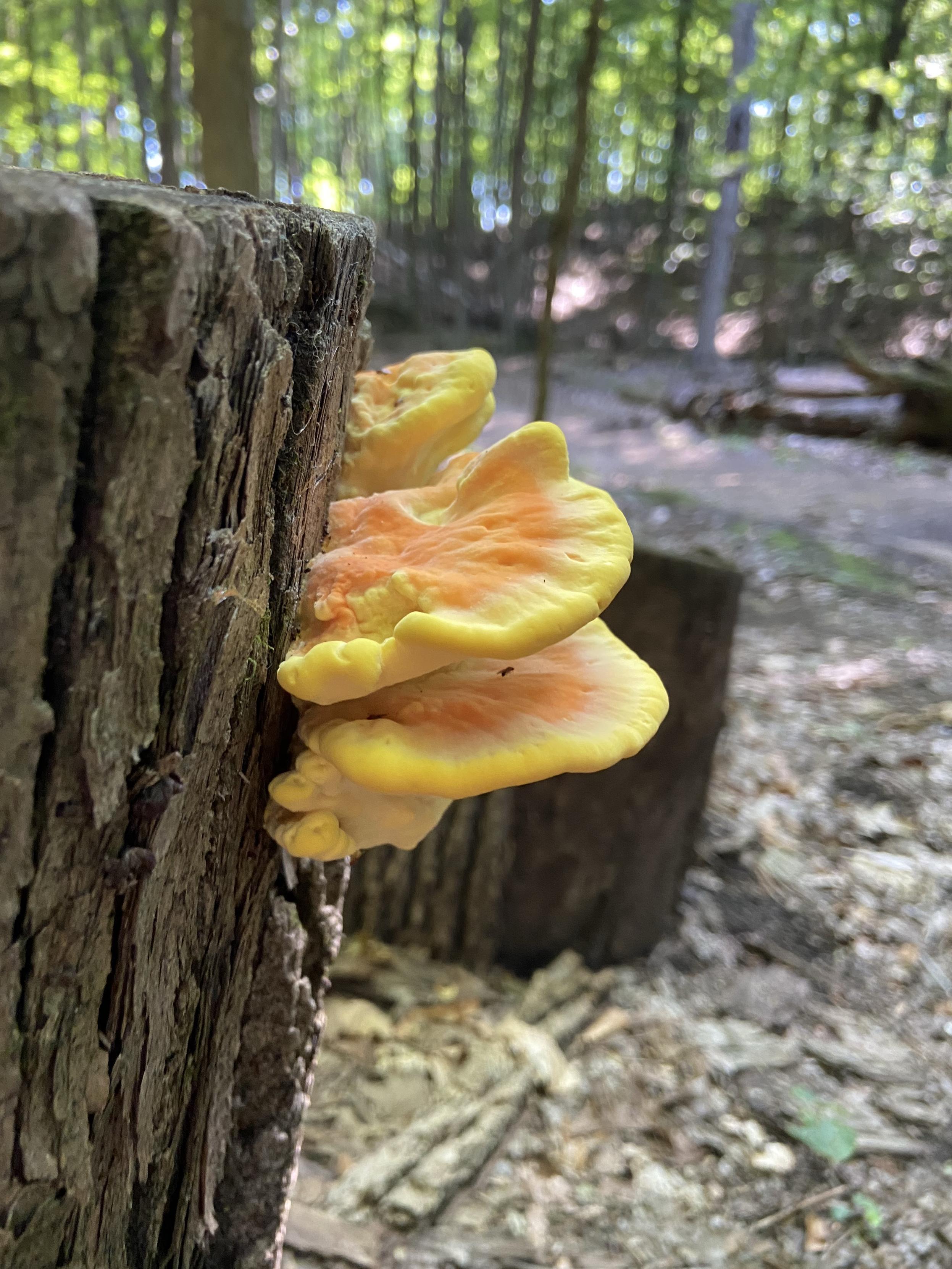 Chicken of the woods mushroom growing on the side of a tree stump in the forest. They're shelf mushrooms that are brightly colored, orange at the center and yellow around the edges. They are apparently delicious, although I've never tried eating them myself.