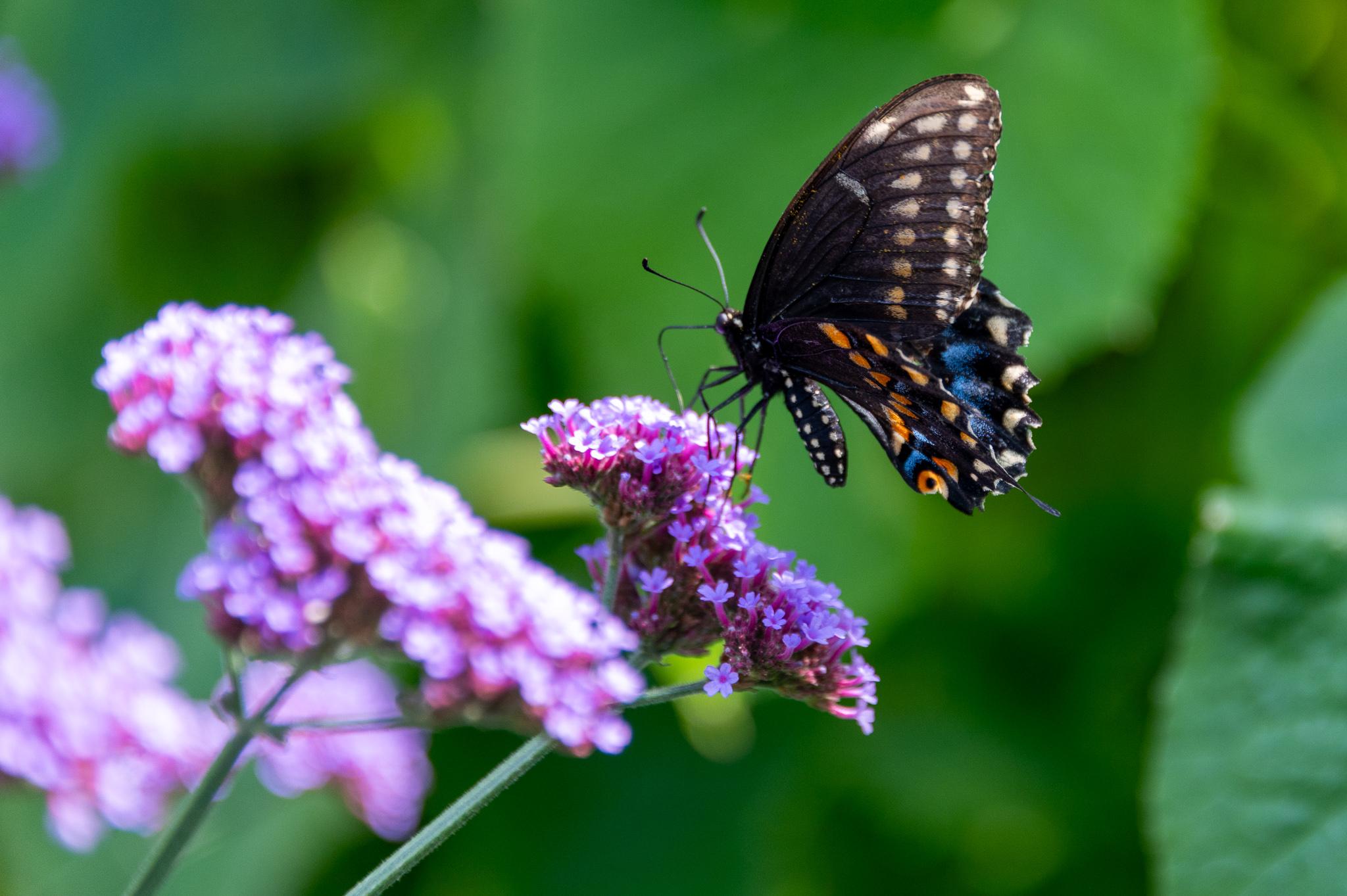 Photo of a black swallowtail butterfly nectaring on a pinkish flower cluster. The butterfly is mostly black, with white and orange spots, and rich blue details. It is standing tall on all six legs, with its wings held high.