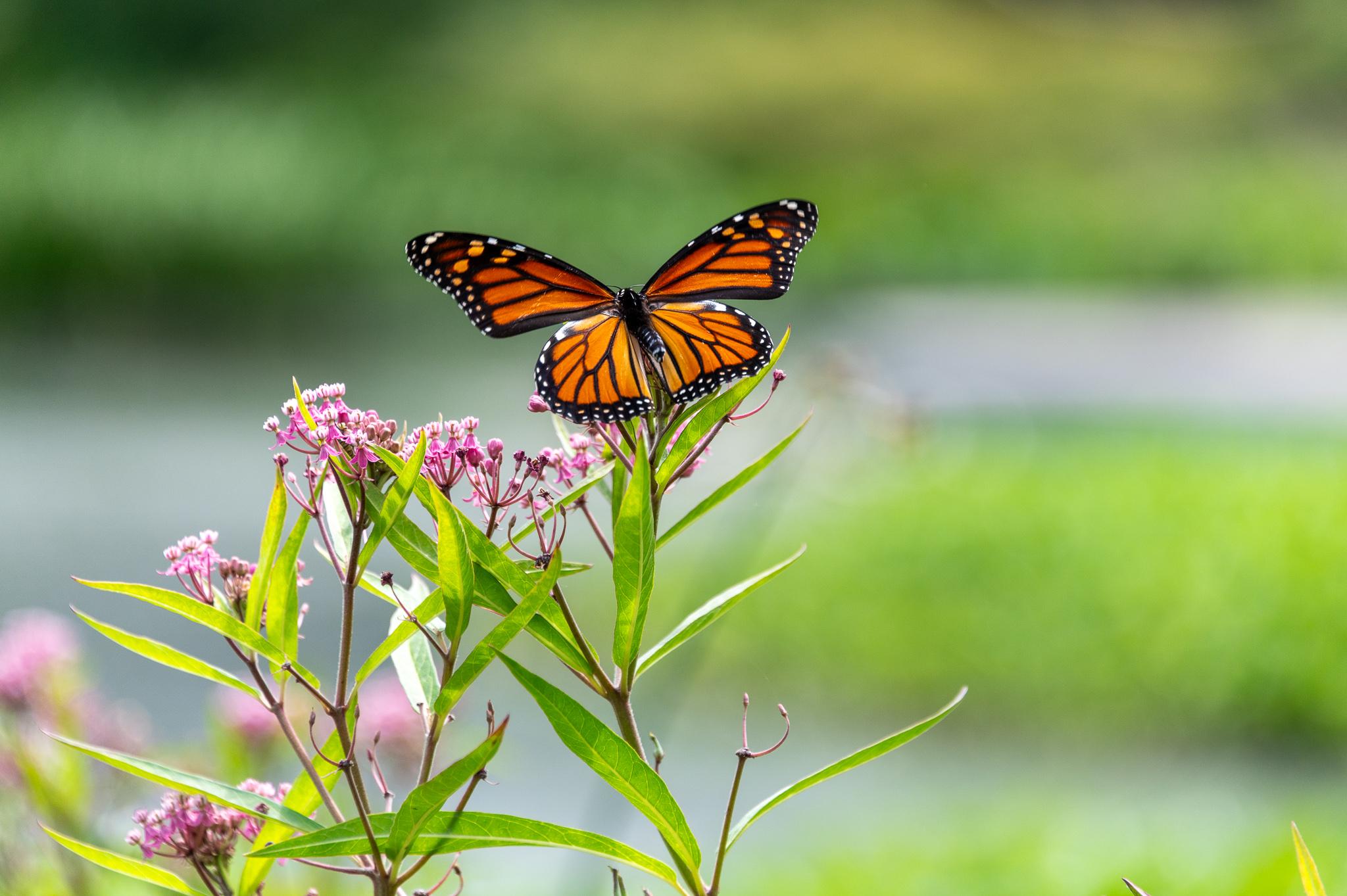 Photo of a monarch butterfly taking off from a milkweed plant. Its orange wings are all outstretched, and show a distinctive black veining and white spot pattern.