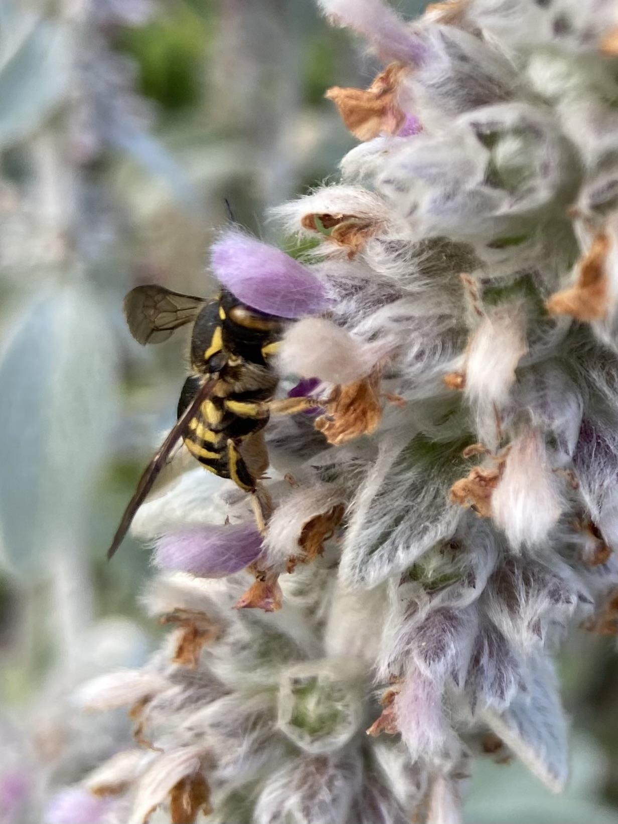 The same bee seen from another angle, partially obscured by the plant, but with the eye looking golden and beautiful. The rest of the body is black and bright yellow.