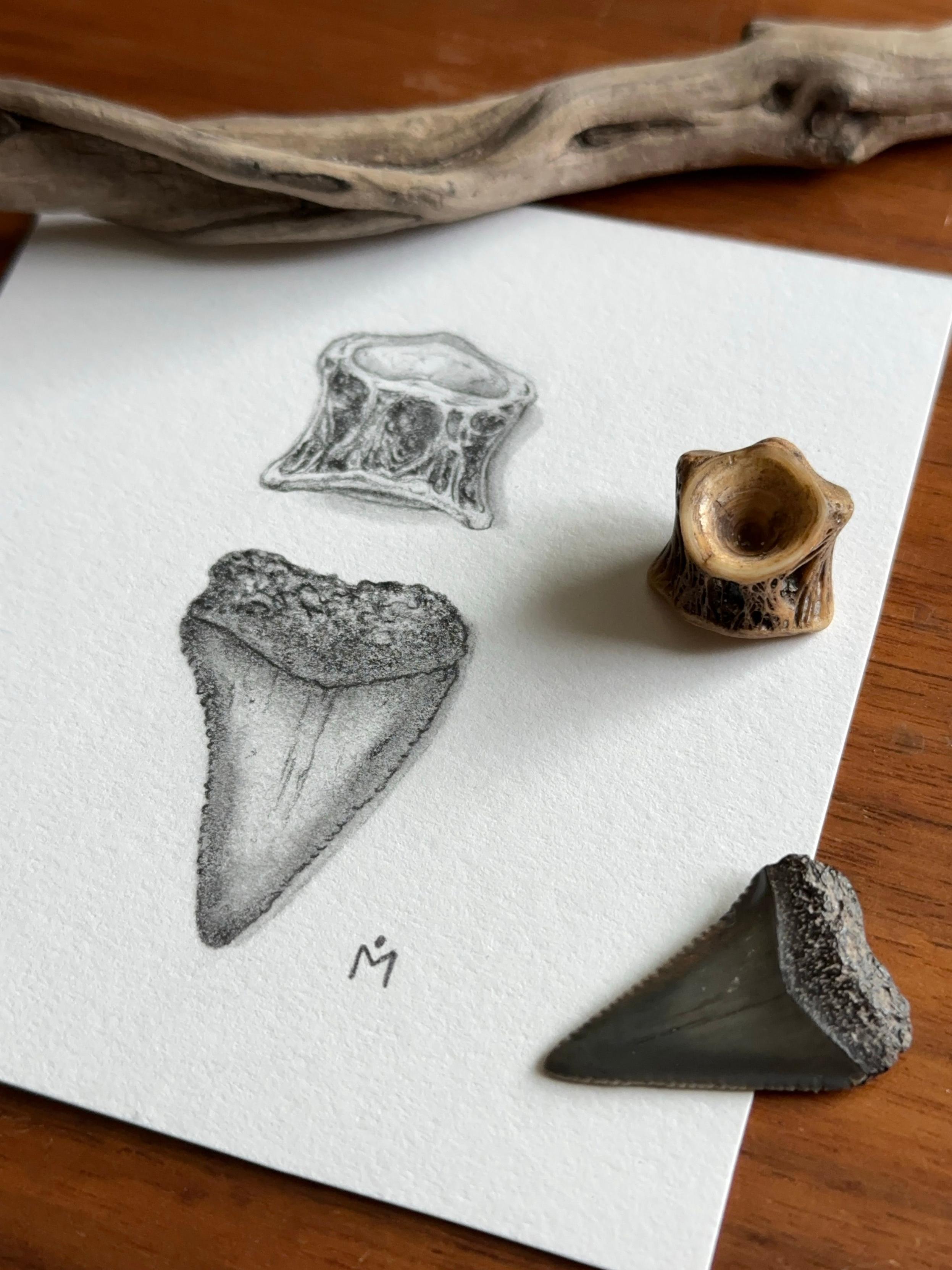 Small pencil drawing of a shark tooth and fish vertebra