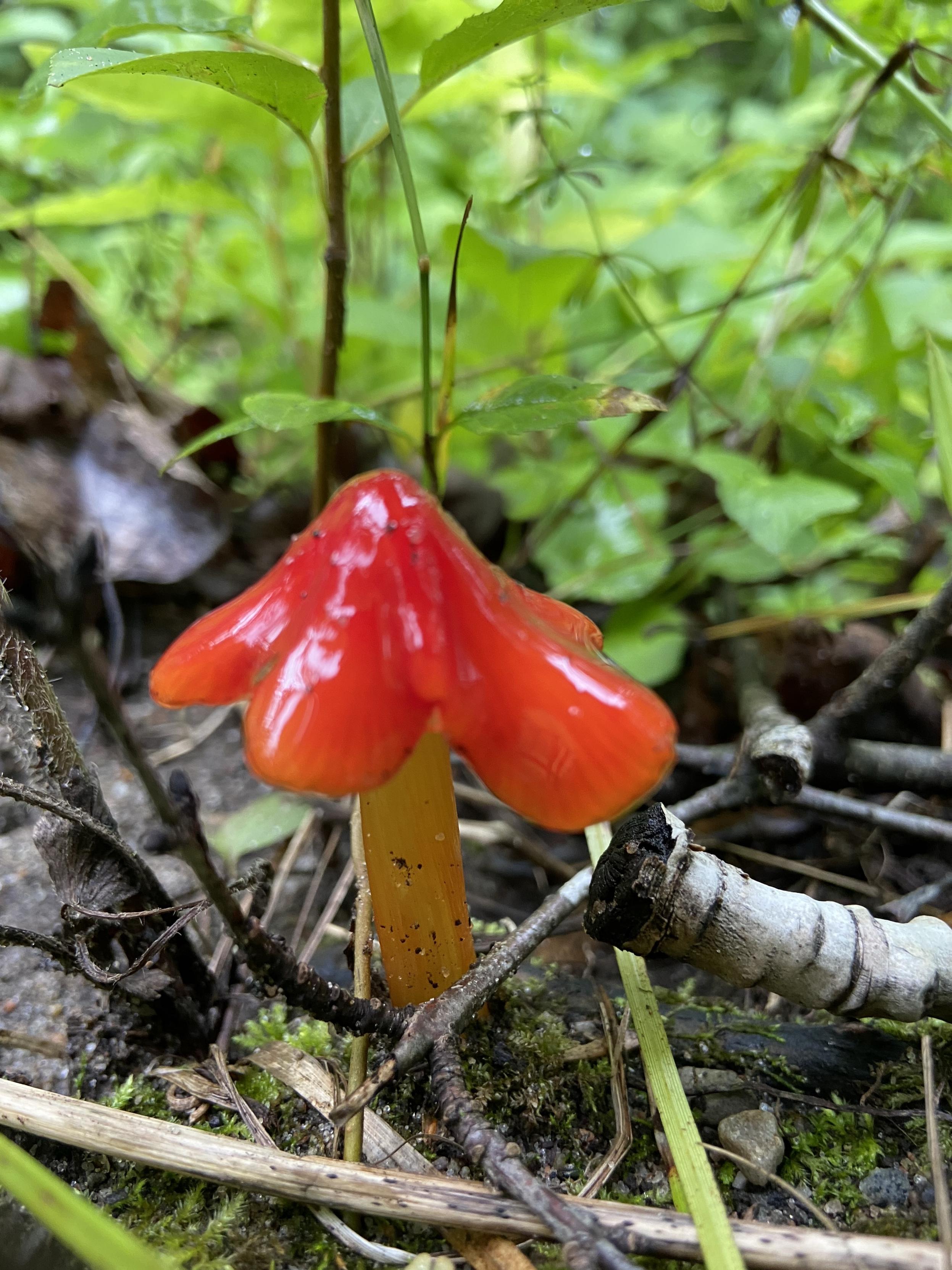 The same mushroom, seen from the side. Its cap is pointy on top, with big wavy asymmetrical edges, longer in the right.