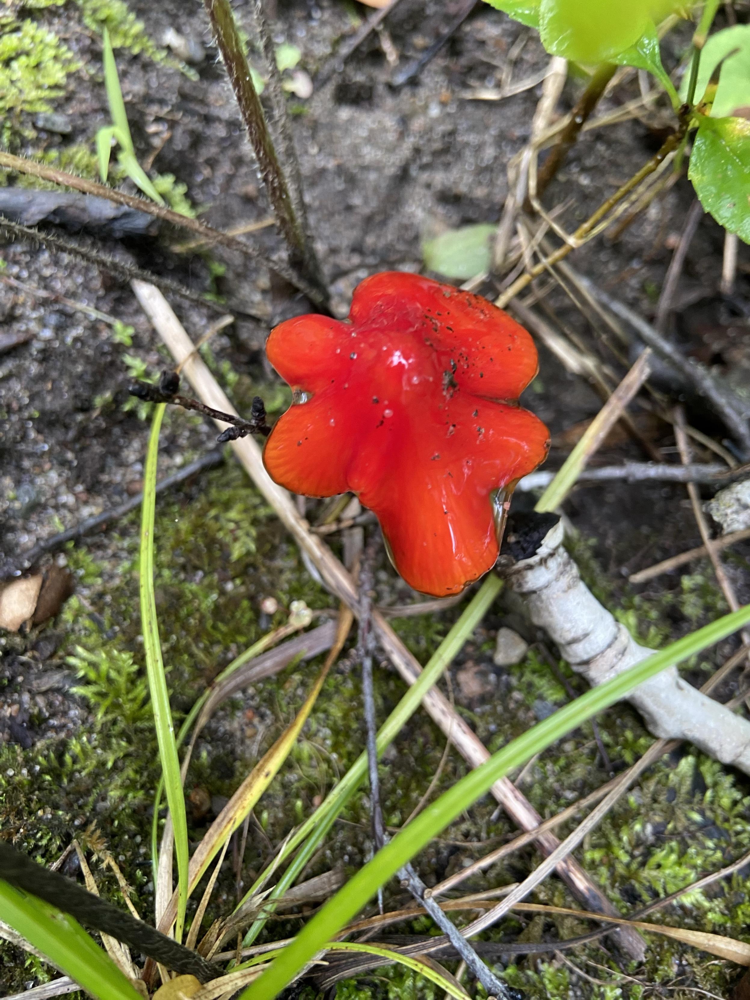 Looking down at a bright red shiny mushroom shaped like a wavy flower. It looks like plastic, it's so bright and shiny. It's growing straight from the ground,