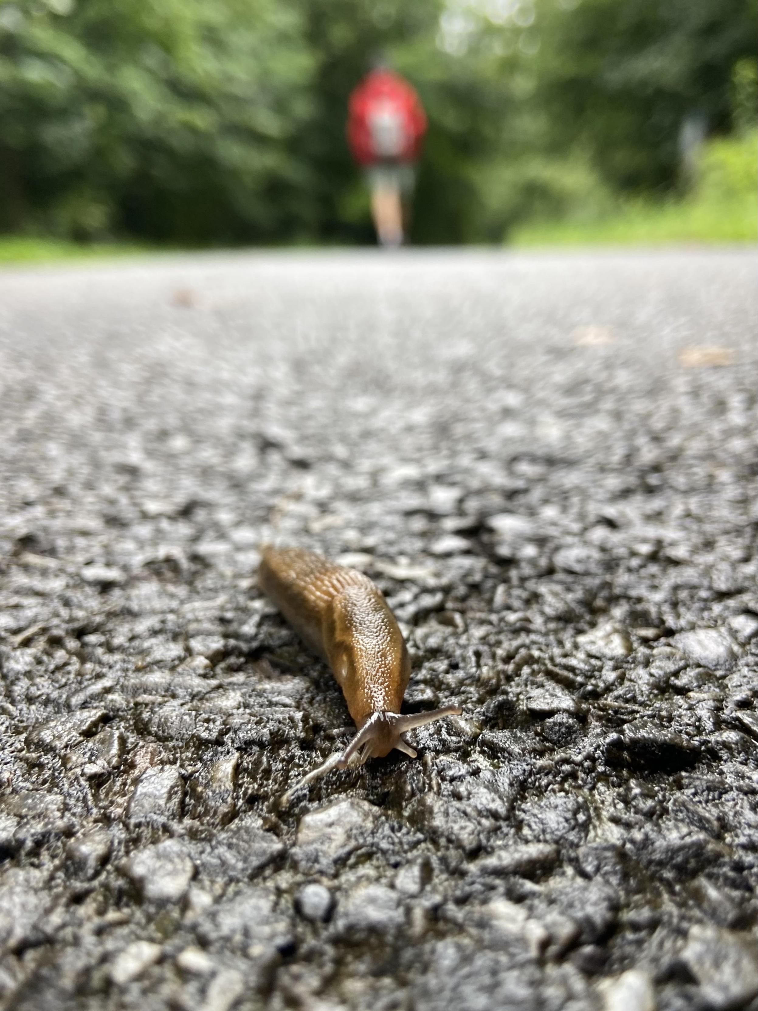 A beautiful brown textured slug seen from ground level, approaching the camera on an asphalt path. In the background a person in a red jacket is walking away towards green forest.