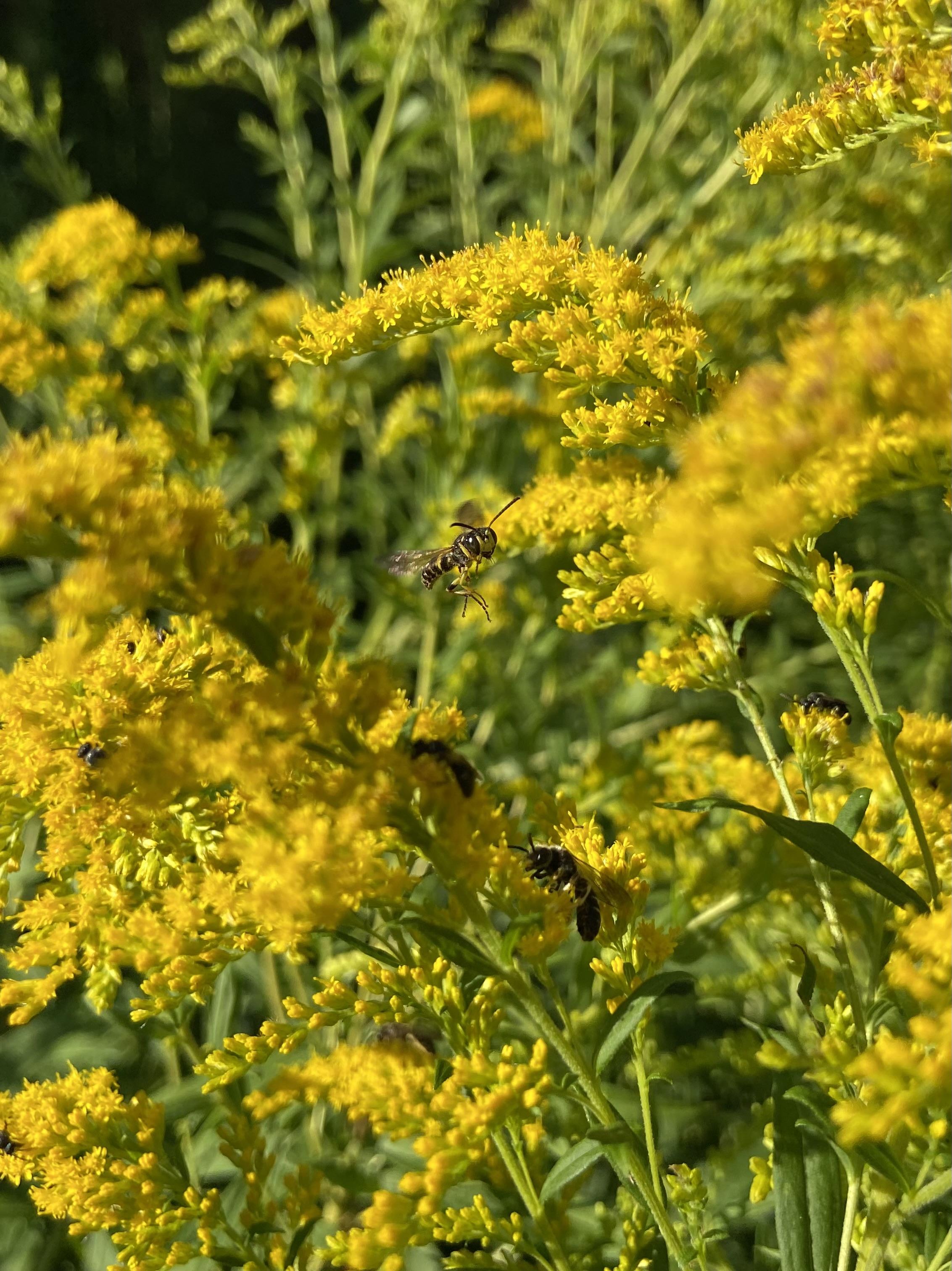 A patch of goldenrod, lots of tiny yellow flowers growing in sprays, with green stems. Various black insects are busy visiting them for pollen.