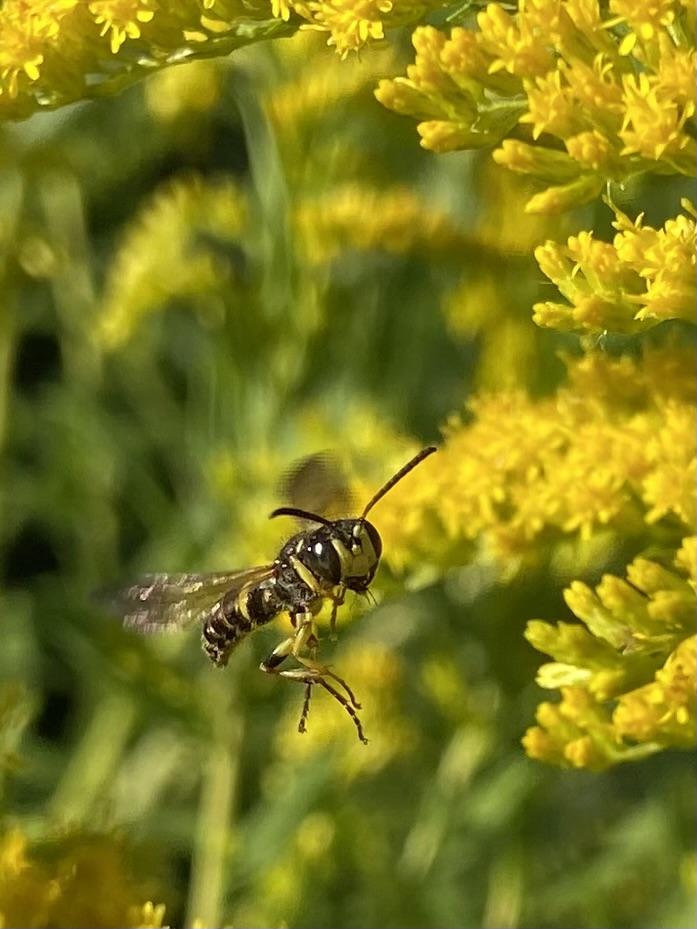 I zoomed and cropped the previous photo to show this adorable wasp flying to the right, face looking quizzical, legs dangling down. There mostly black, with thin yellow stripes (and one thicker stripe) on the abdomen, a yellow patch on the triangular face, and alternating yellow and black in the legs.