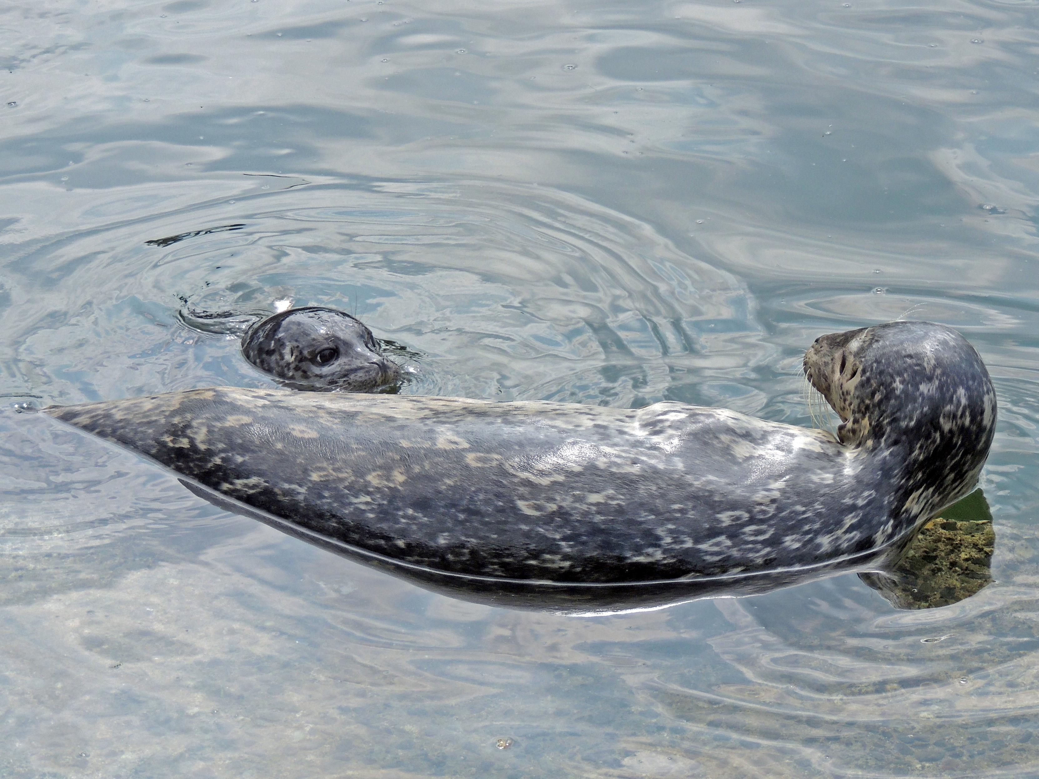 A mother harbor seal and her baby pup. Half submerged, mom lays on her side offering a chance for her pup to nurse. Ocean water reflects an overcast sky.