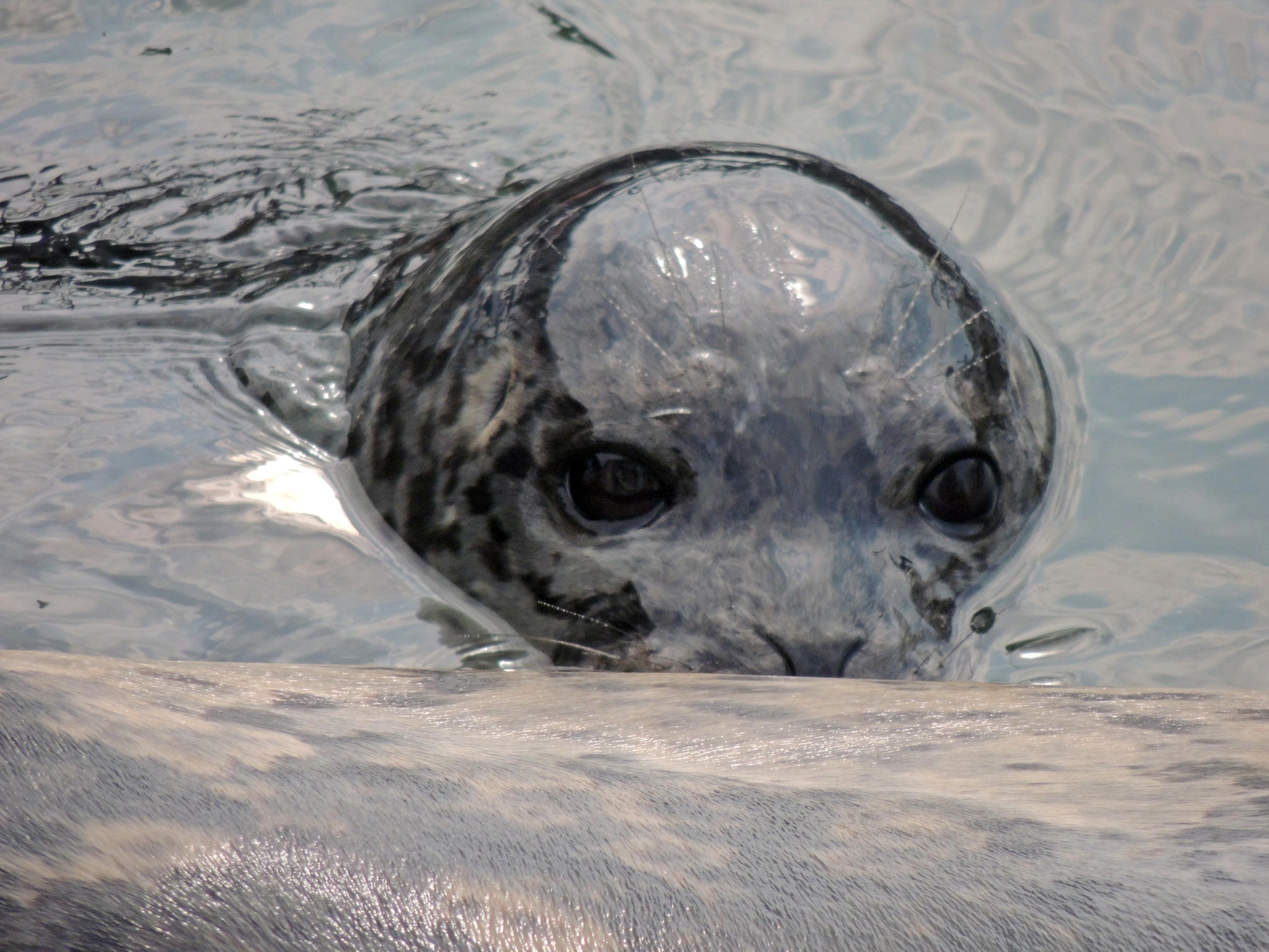 Latching on to mom, a harbor seal pup nurses while swimming. Moms belly can be seen across the foreground and ocean water in the background.