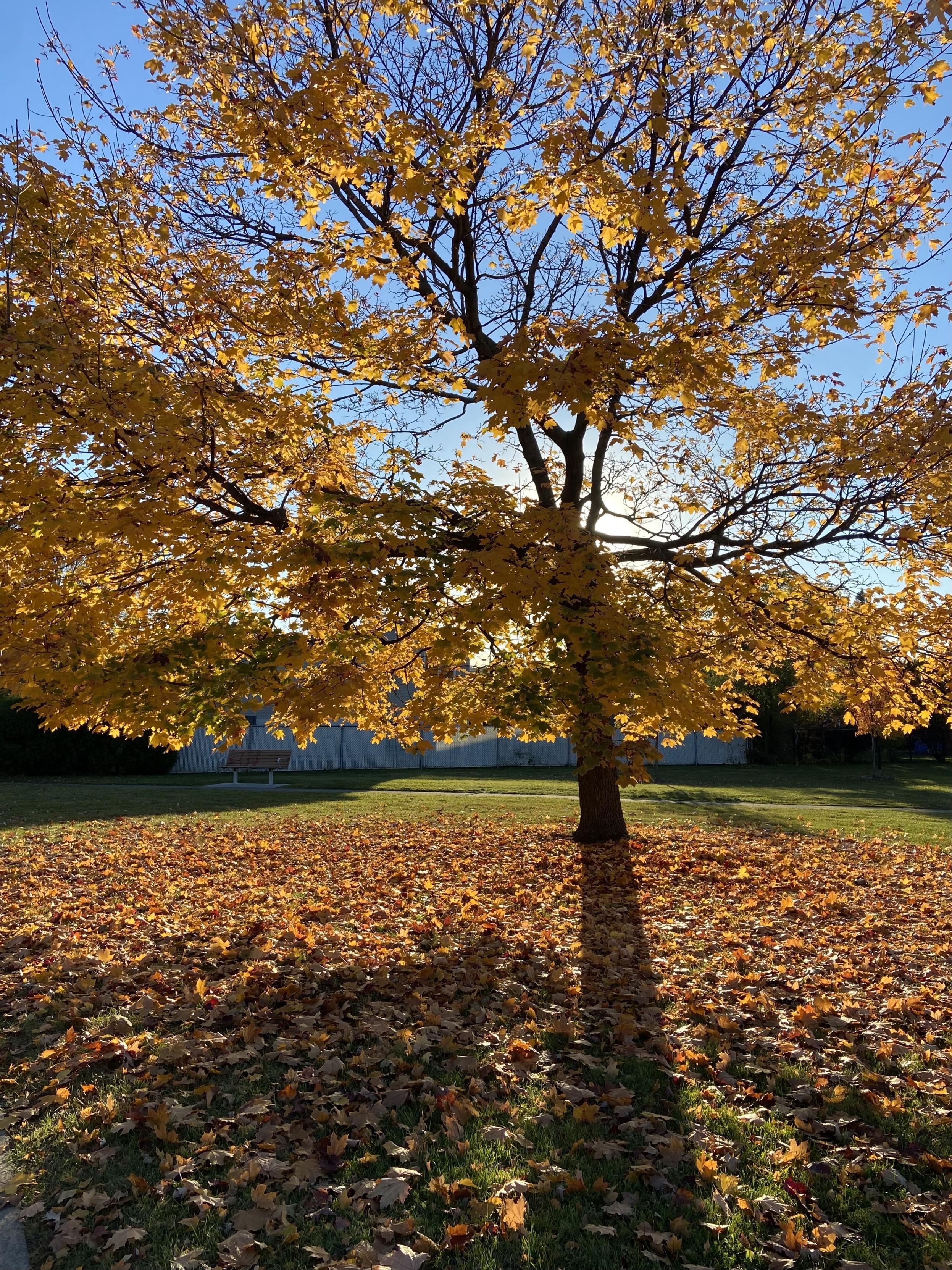A large tree still about half full of yellow leaves, with the other half on the ground around it, with the sun behind casting the long shadow of the trunk towards the camera.