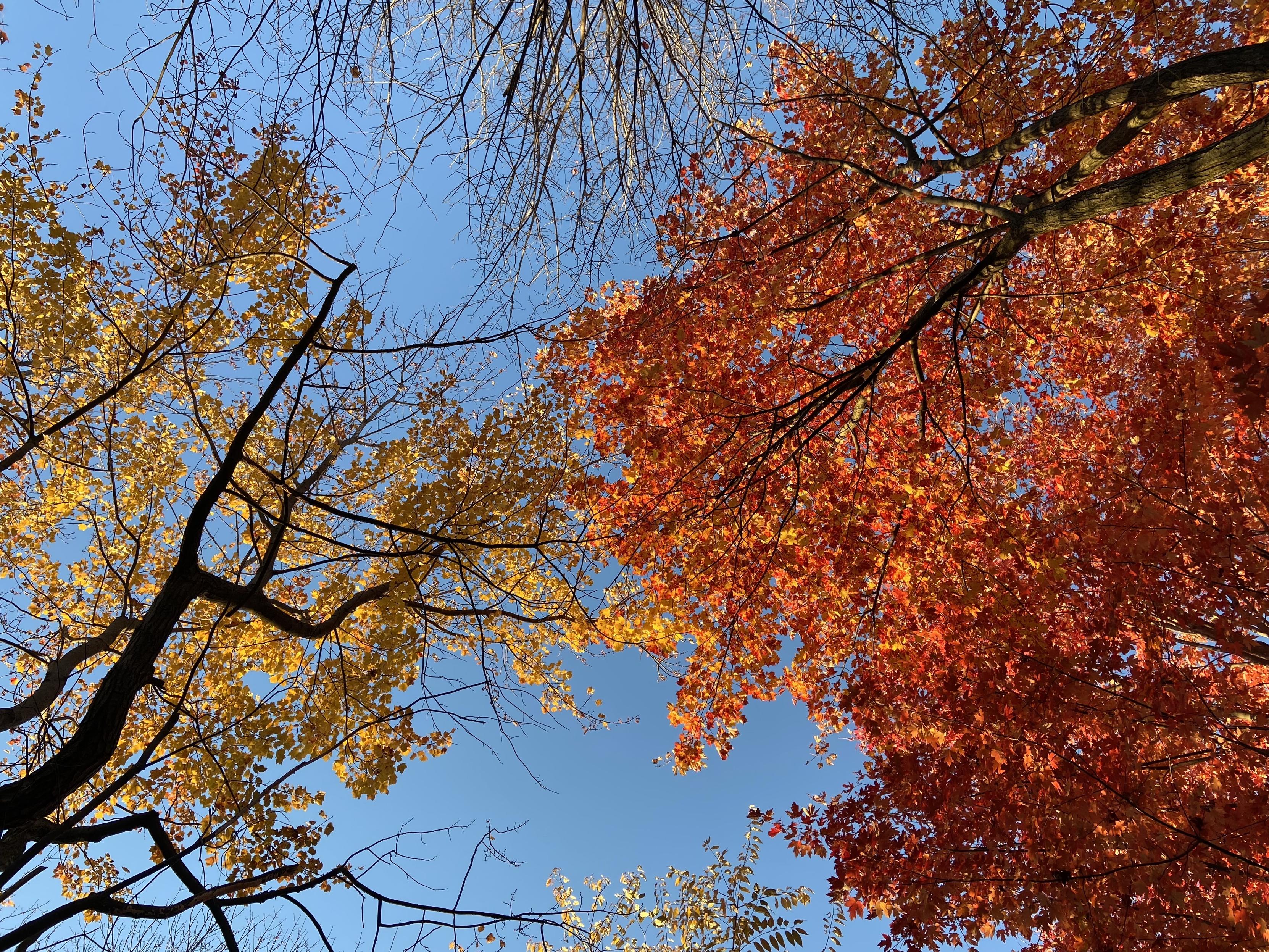 Looking straight up into tree tops, one bare at the top of the frame, one at the right full of bright orange leaves, another at the left full of bright yellow leaves. The orange one seems to be reaching to touch the yellow one, like the creation of maple in the sis-tree chapel.