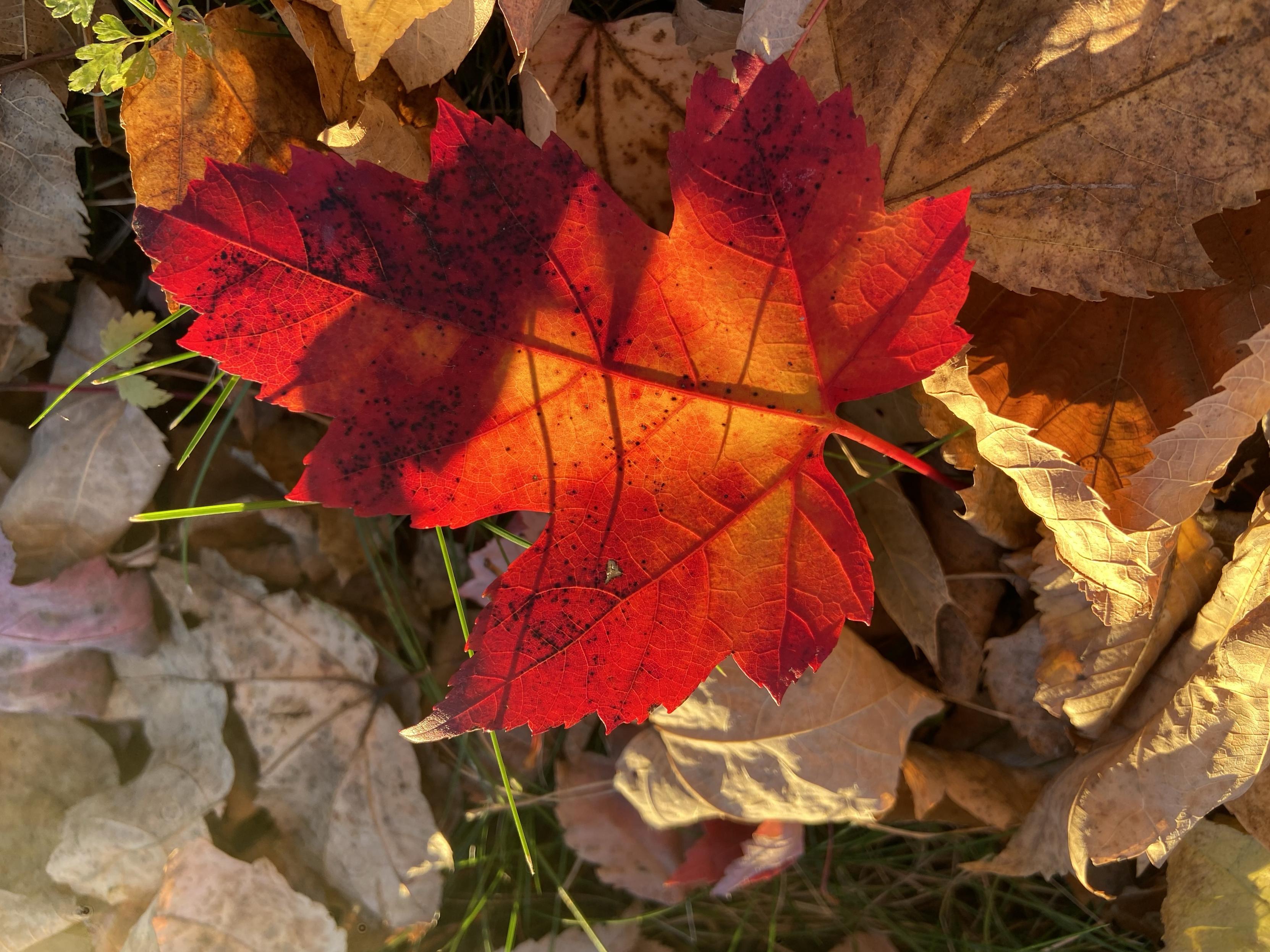 A vibrant red and orange maple leaf on the ground, on top of various yellow and brown leaves. The sun is hitting the red-orange one, making it glow.