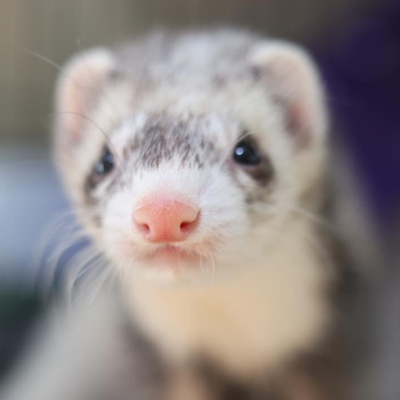 Paul the Ferret Guy :clubtwit: (@FerretGuy@twit.social) - TWiT.social