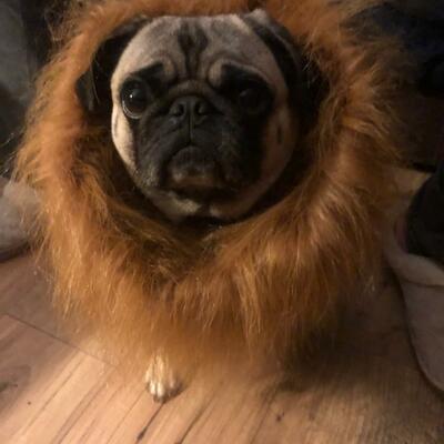 WagG's profile picture