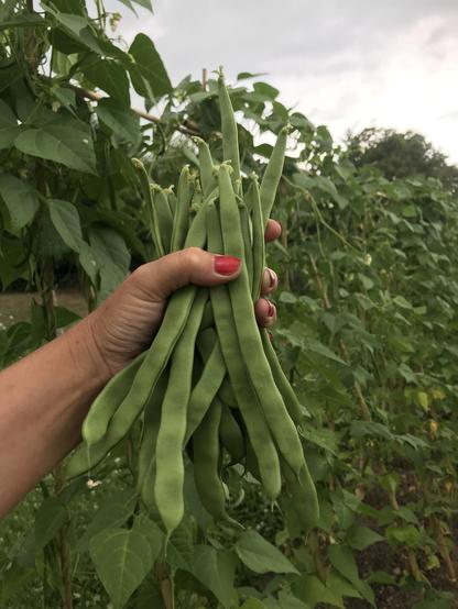 haricot, beans