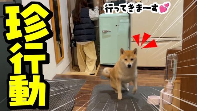 突然、娘が夜遊びに出かけたら一人だけ大騒ぎする柴犬が可愛い