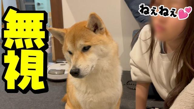 露骨に娘を無視する柴犬…とうとう嫌われてしまった様です