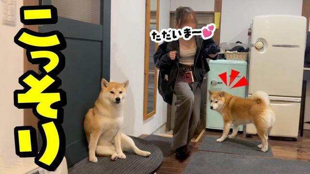 深夜に娘がこっそり帰宅…帰りを待ち焦がれた柴犬が予想外の行動に