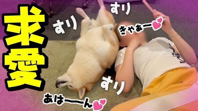 柴犬が喧嘩の仲直りで娘に求愛するも、まさかの悲劇がwwww
