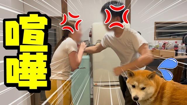 兄妹喧嘩勃発！大騒ぎにドン引きが止まらない柴犬