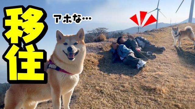 柴犬姉妹と大川原高原へ行った結果、家族がまさかの決断へ…