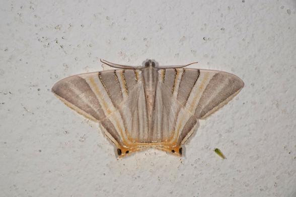 Moth resting with its wings spread on a wall. Each wing is crossed by a series of pale bluish-grey bars alternating with white. The inner grey bars of the forewing are edged with silver. Most of the white bars include an orange-yellow line. The hindwings are extended at the apex with an orange-yellow background and two small black spots.